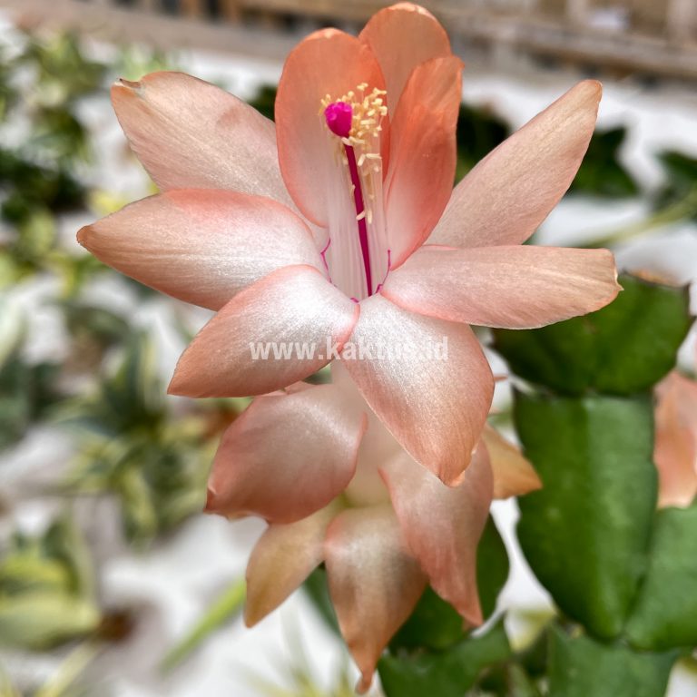 876. Schlumbergera Truncata 'Peach Parfait'