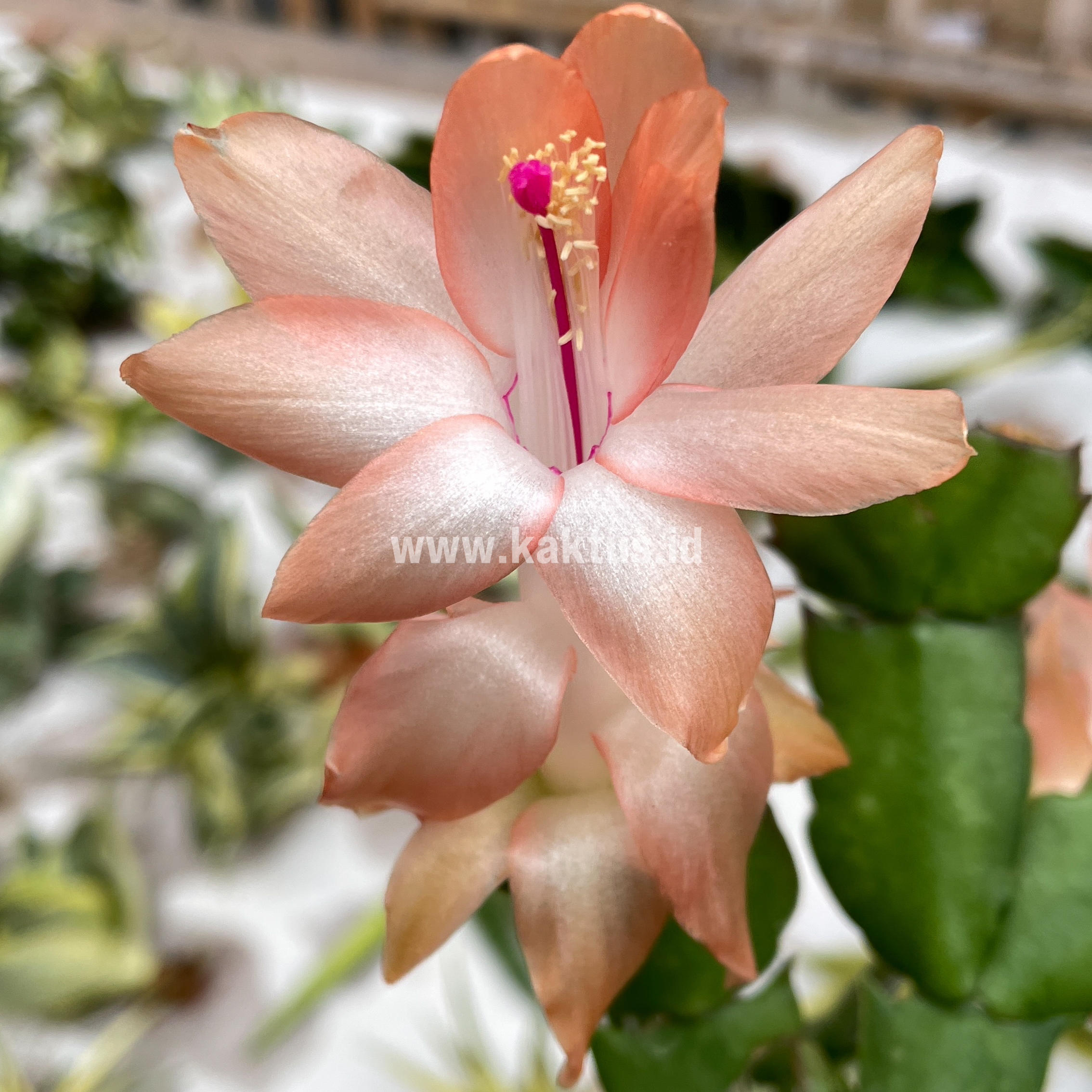 876. Schlumbergera Truncata 'Peach Parfait'