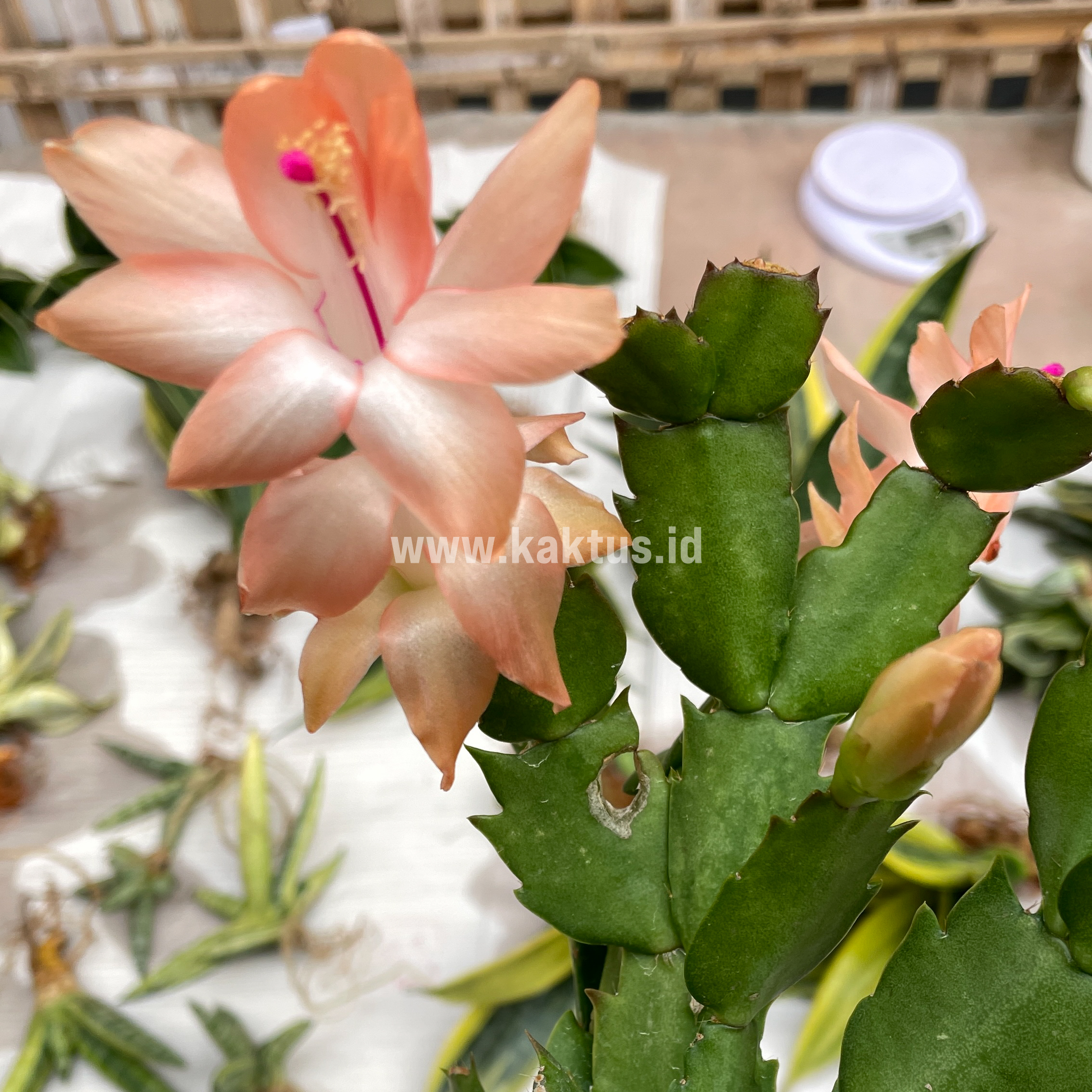 876. Schlumbergera Truncata 'Peach Parfait' - Image 7
