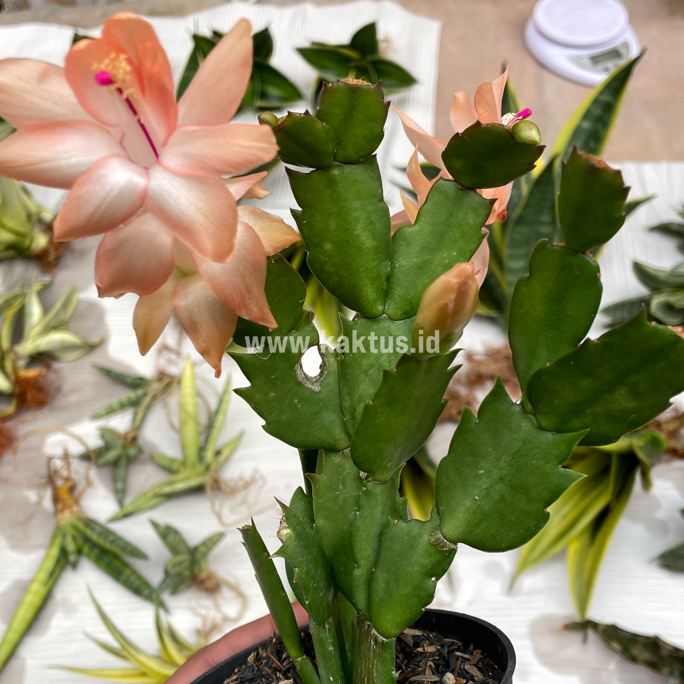 876. Schlumbergera Truncata 'Peach Parfait' - Image 8