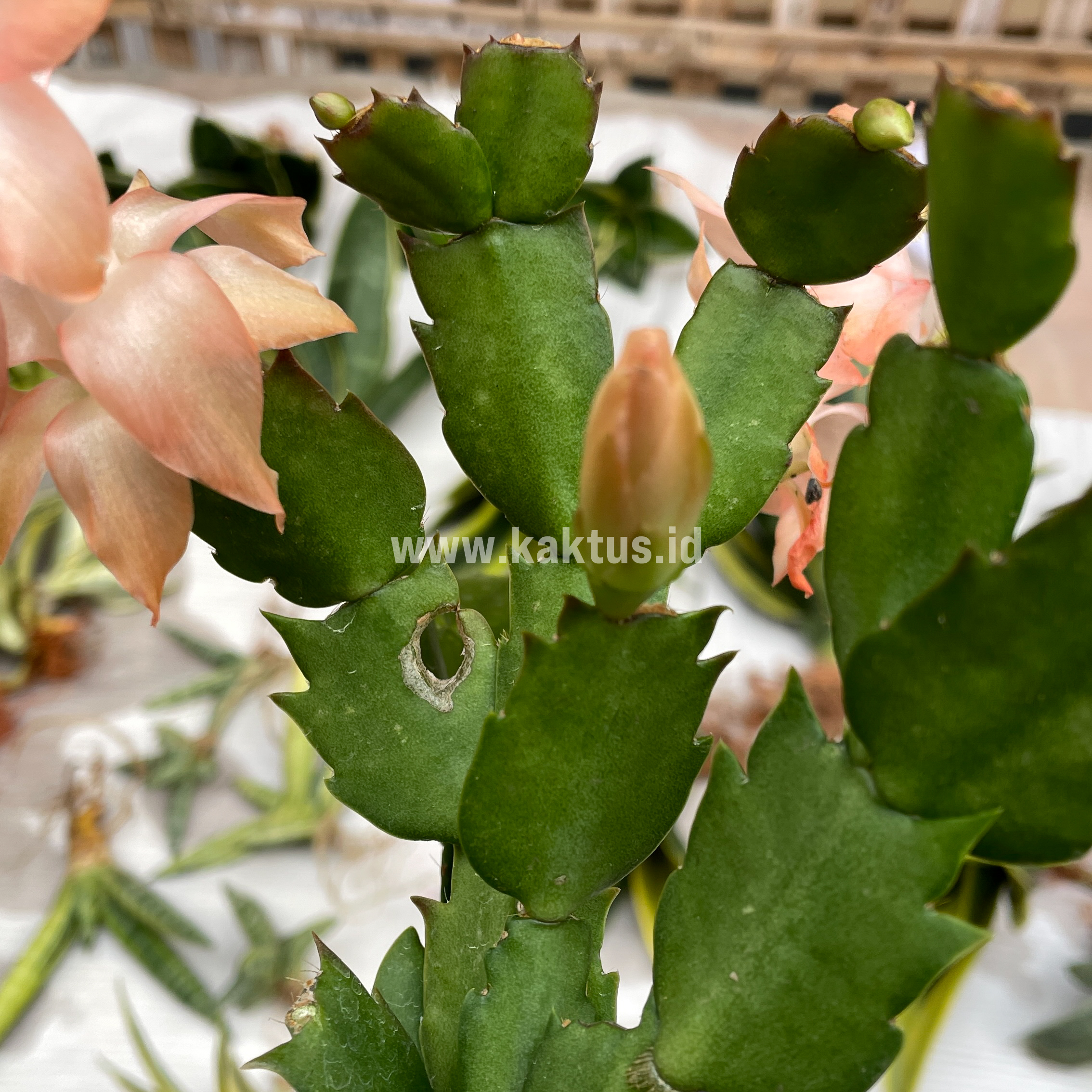 876. Schlumbergera Truncata 'Peach Parfait' - Image 9