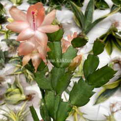 Alternative view of 876. Schlumbergera Truncata 'Peach Parfait'