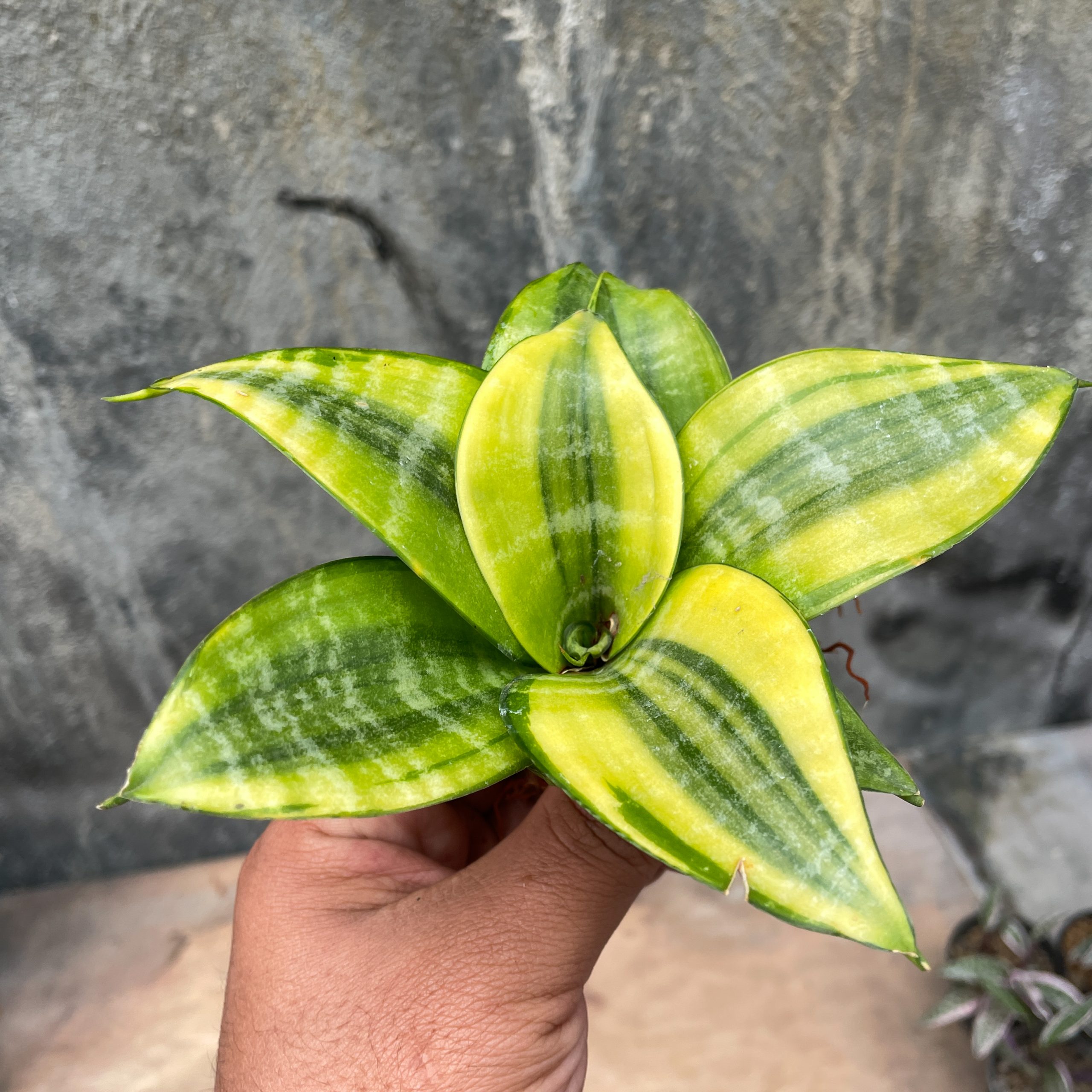 877. Sansevieria Golden Hahniii Philippine - Image 3