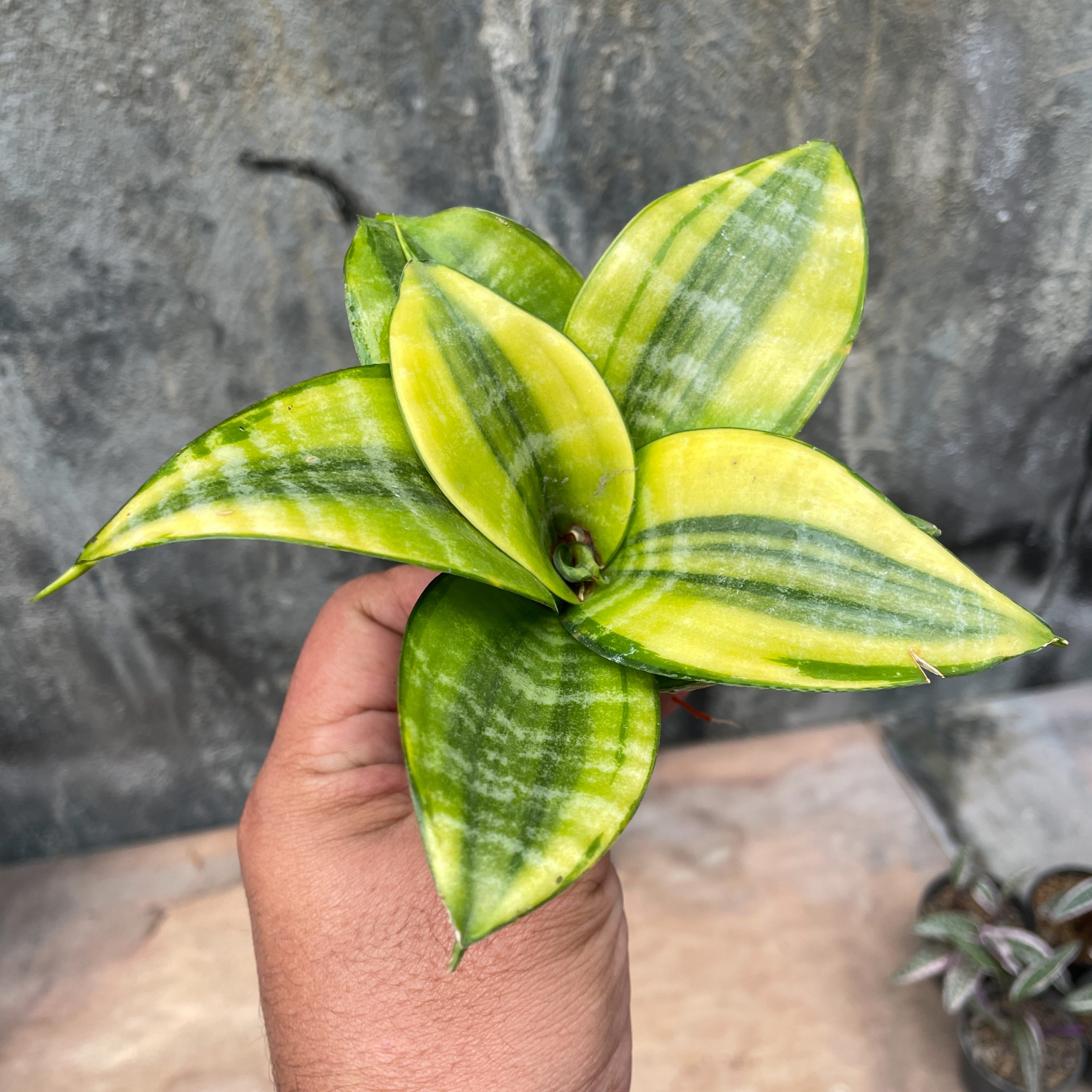 877. Sansevieria Golden Hahniii Philippine - Image 4