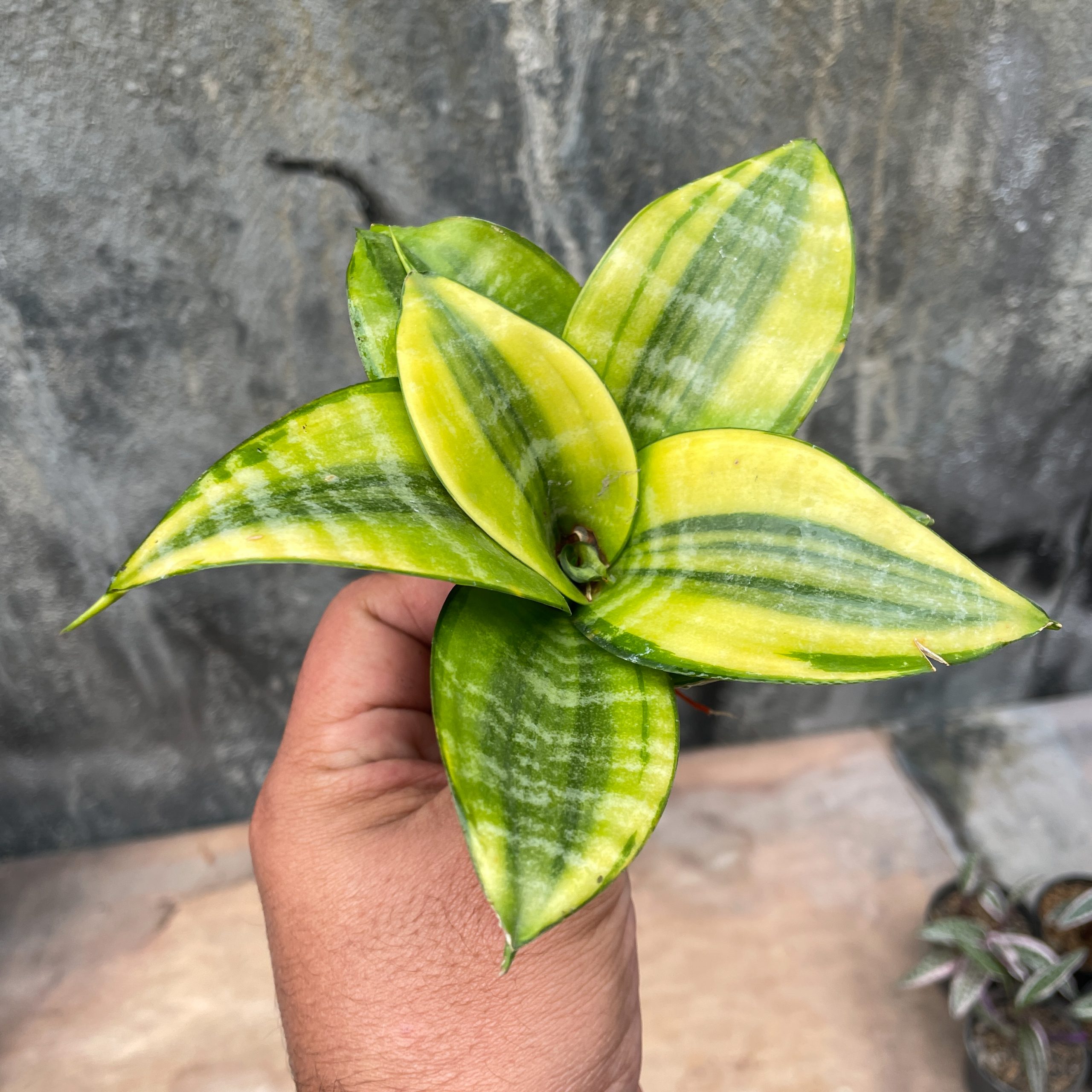 877. Sansevieria Golden Hahniii Philippine - Image 5
