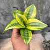 877. Sansevieria Golden Hahniii Philippine