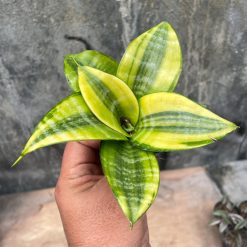 877. Sansevieria Golden Hahniii Philippine
