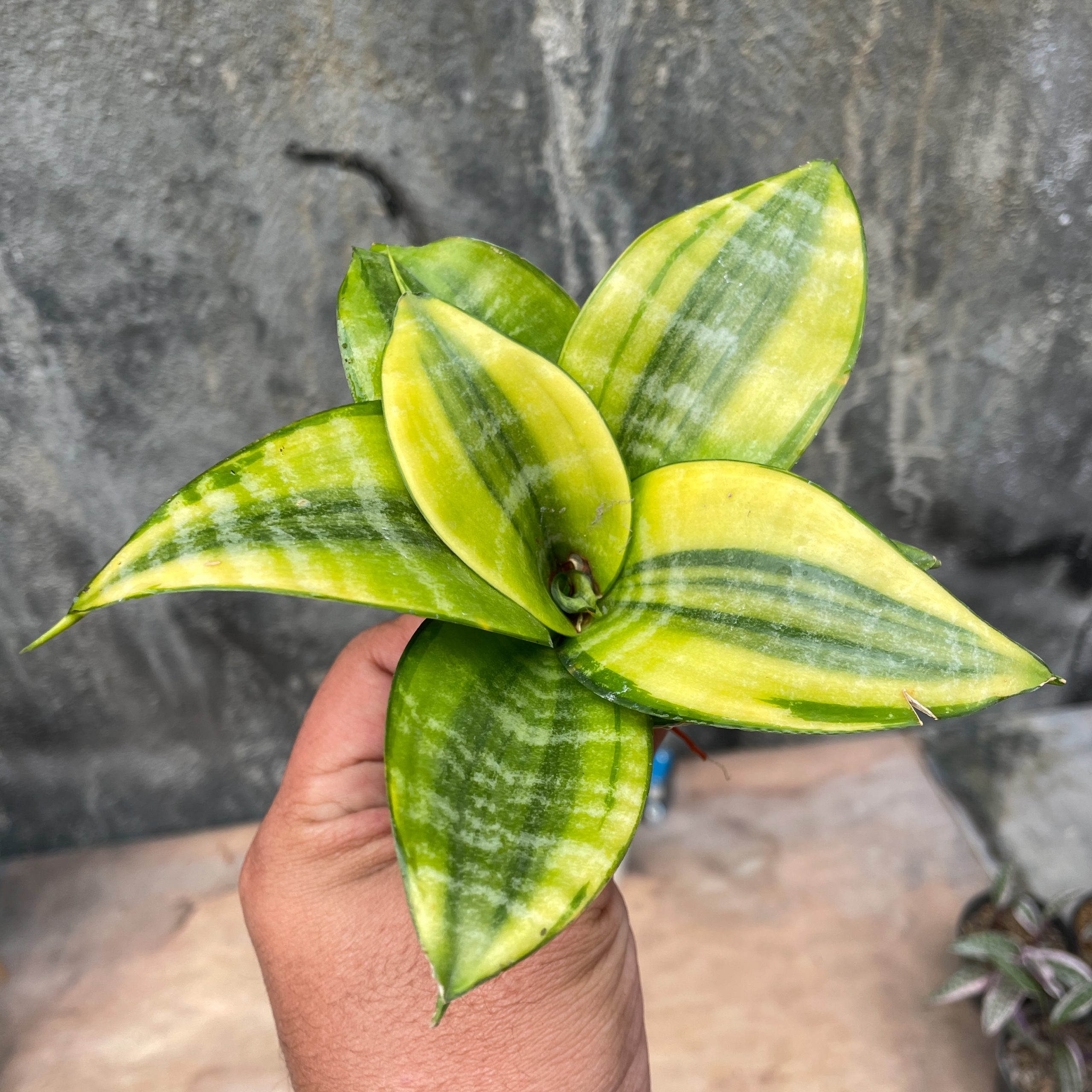 877. Sansevieria Golden Hahniii Philippine - Image 7