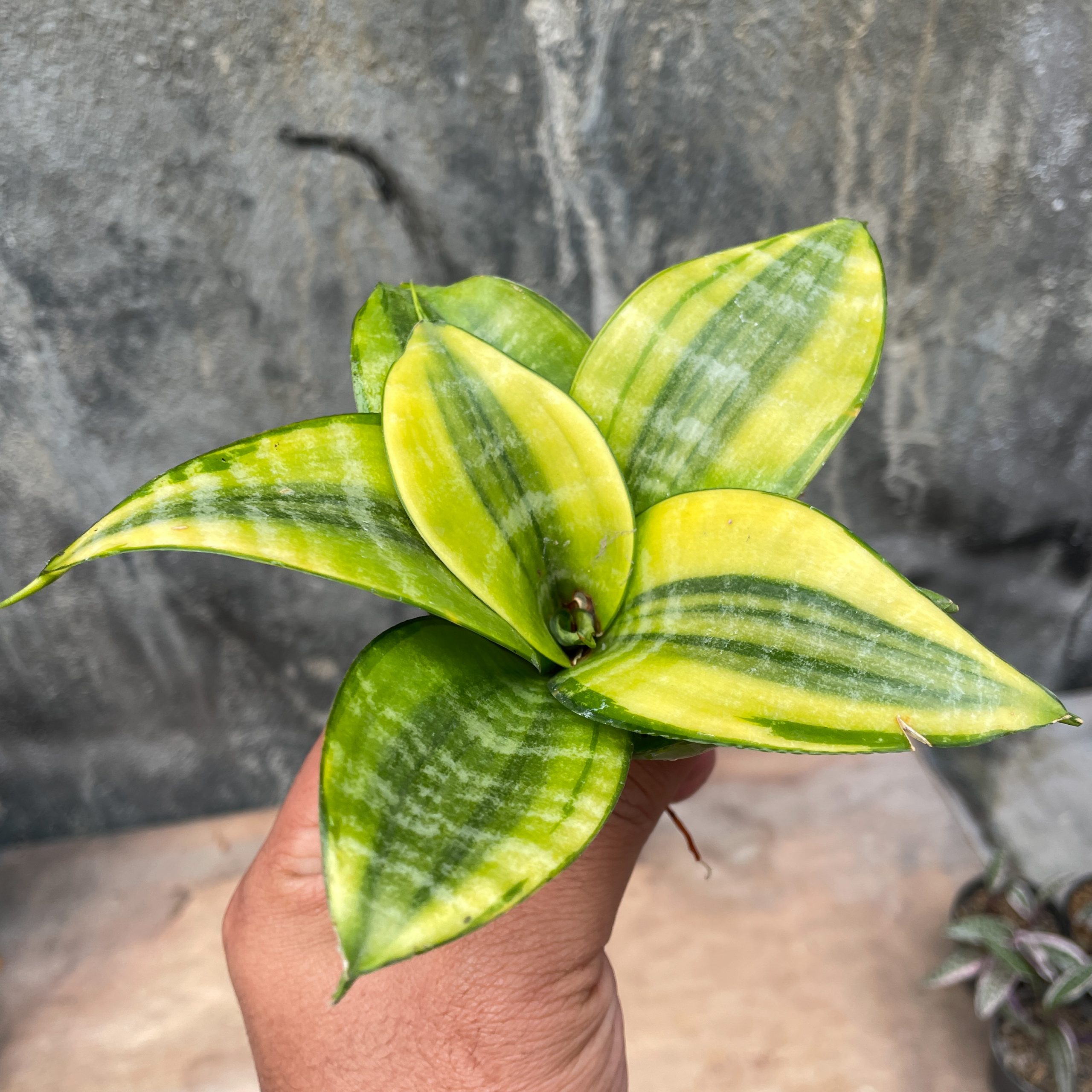 877. Sansevieria Golden Hahniii Philippine - Image 8