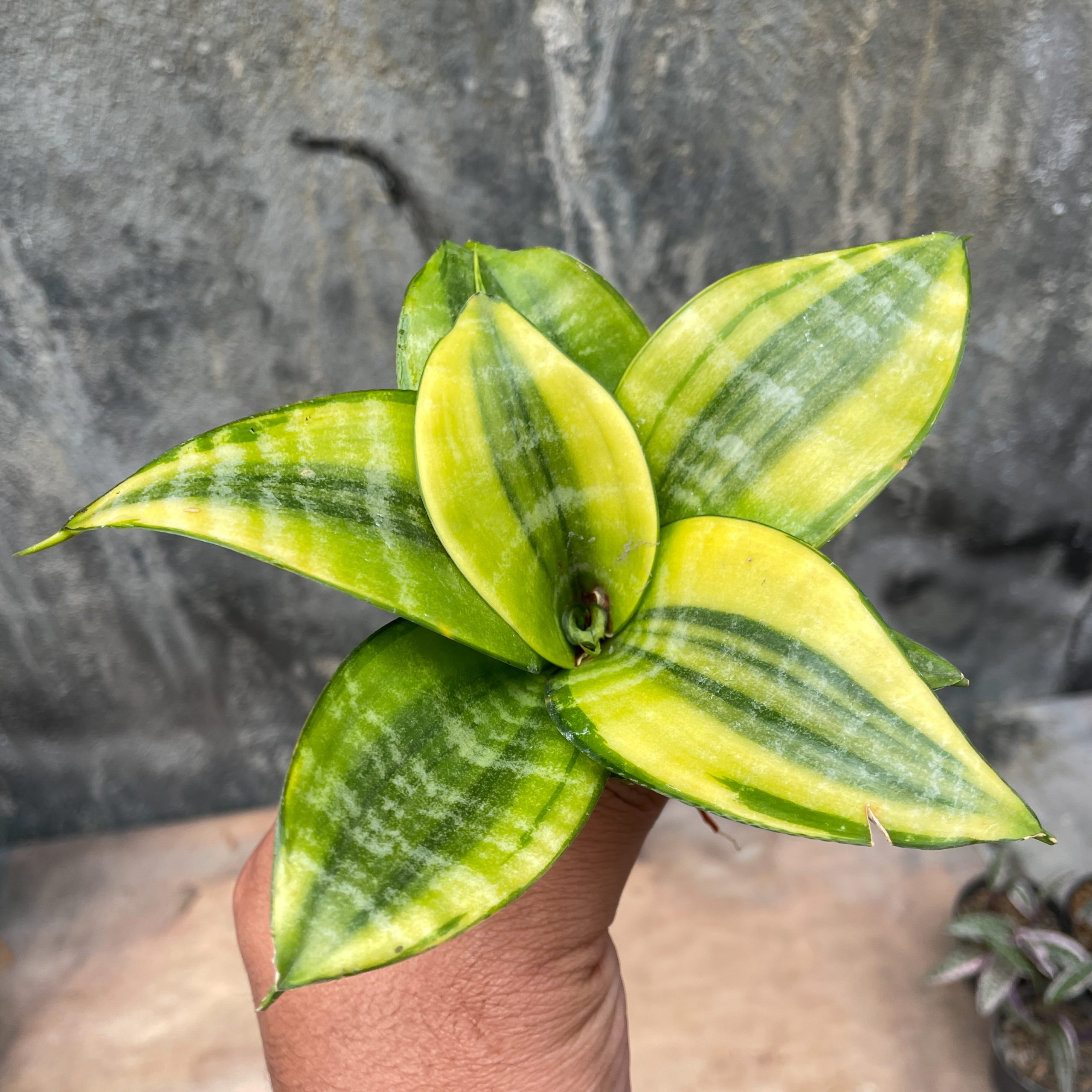 877. Sansevieria Golden Hahniii Philippine - Image 9