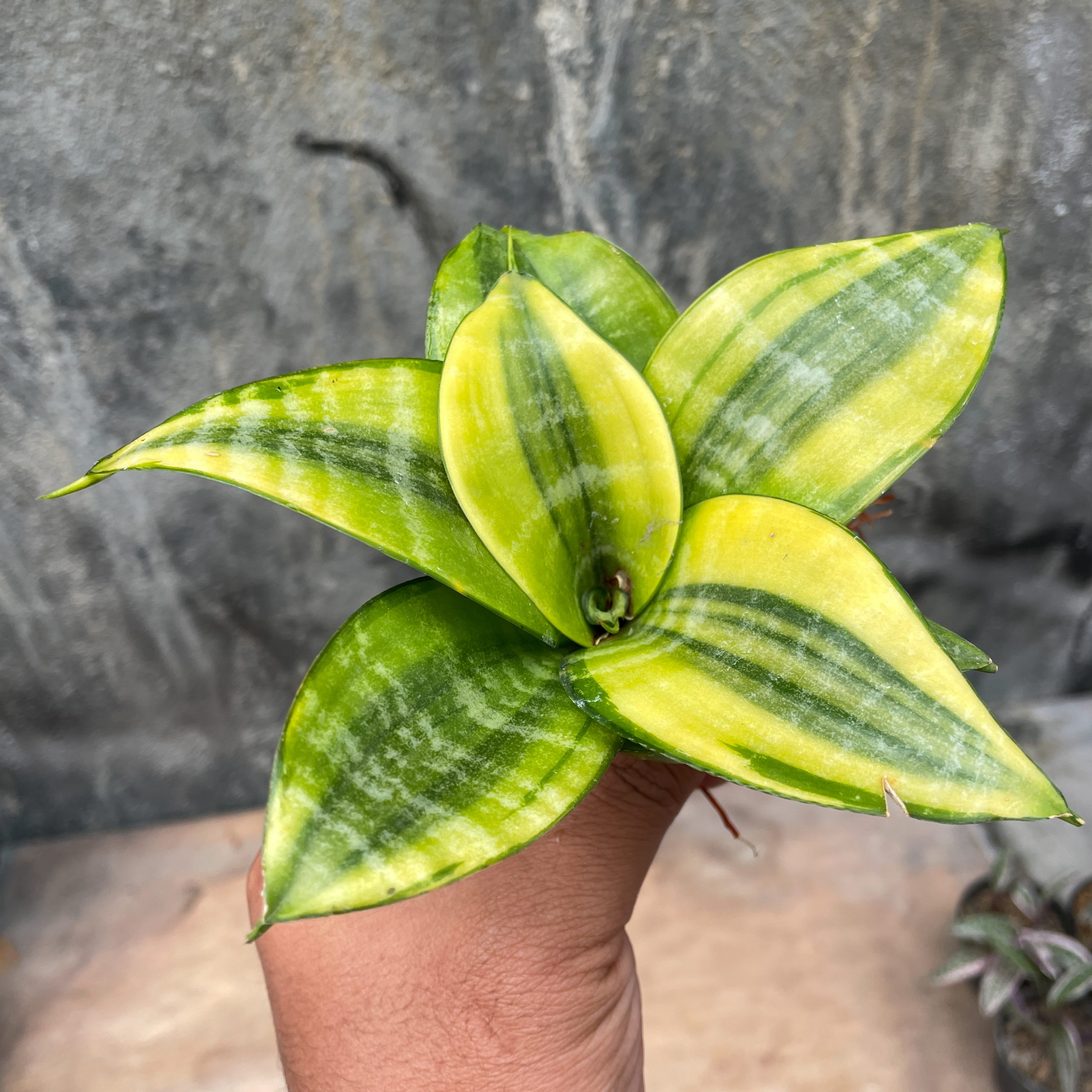 877. Sansevieria Golden Hahniii Philippine - Image 2