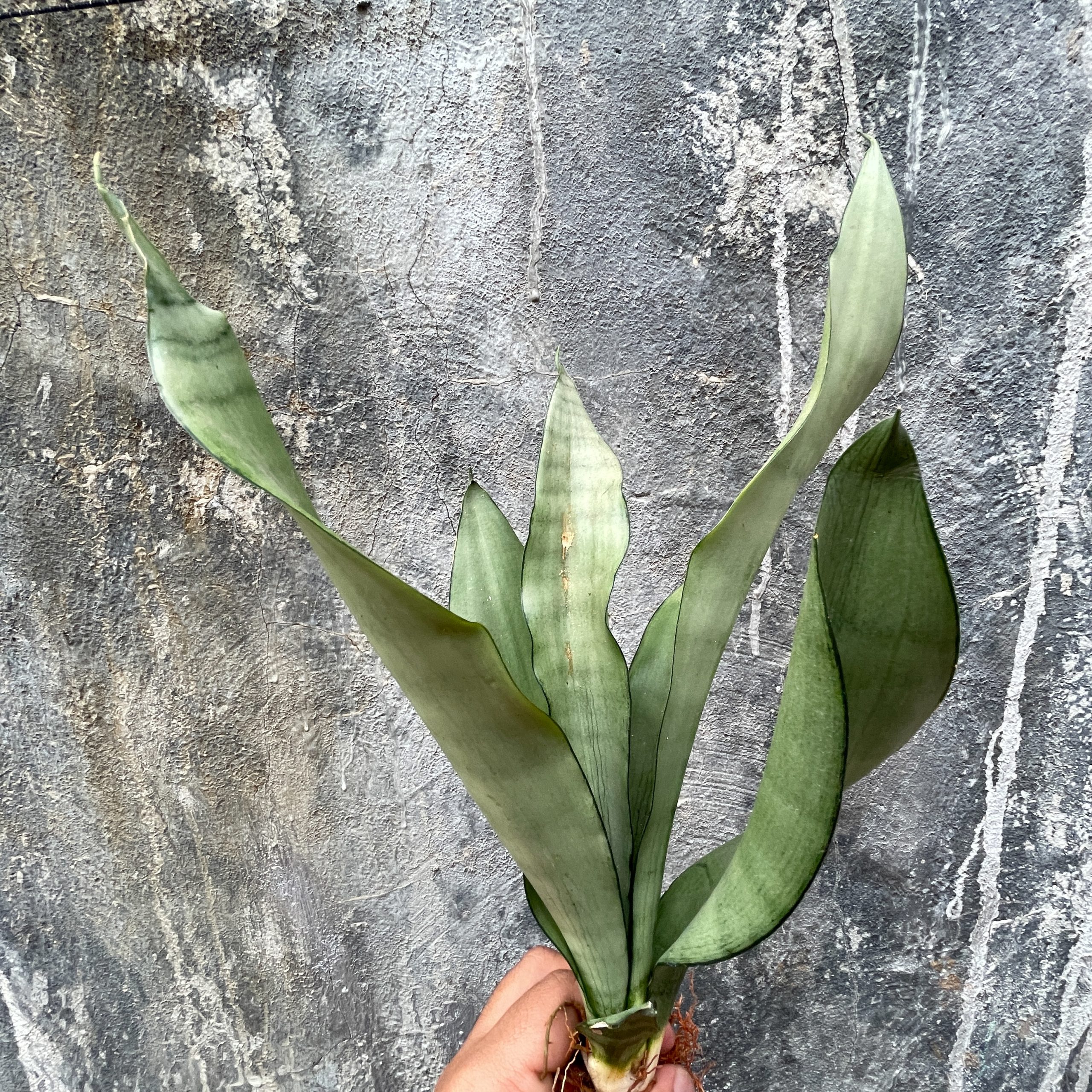 878. Sansevieria Moonshine - Image 6