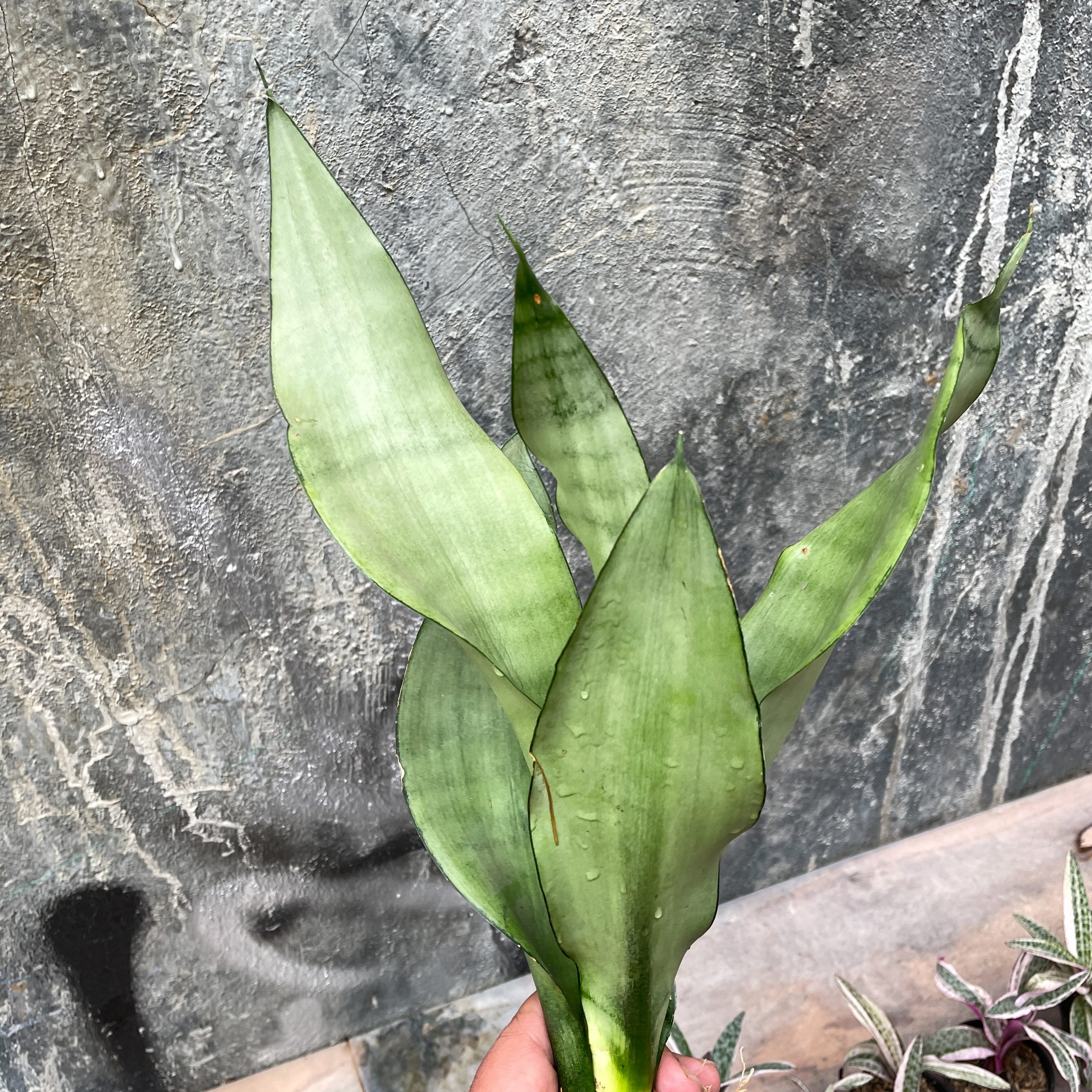 878. Sansevieria Moonshine - Image 5