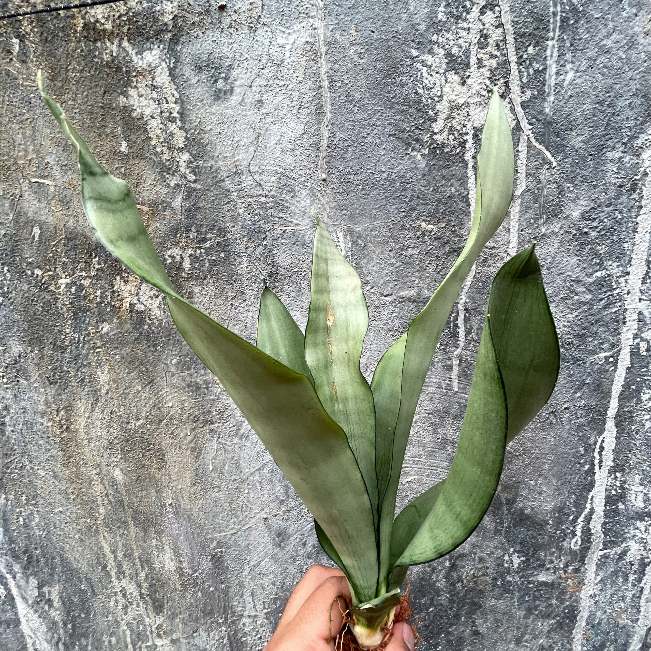 878. Sansevieria Moonshine - Image 7