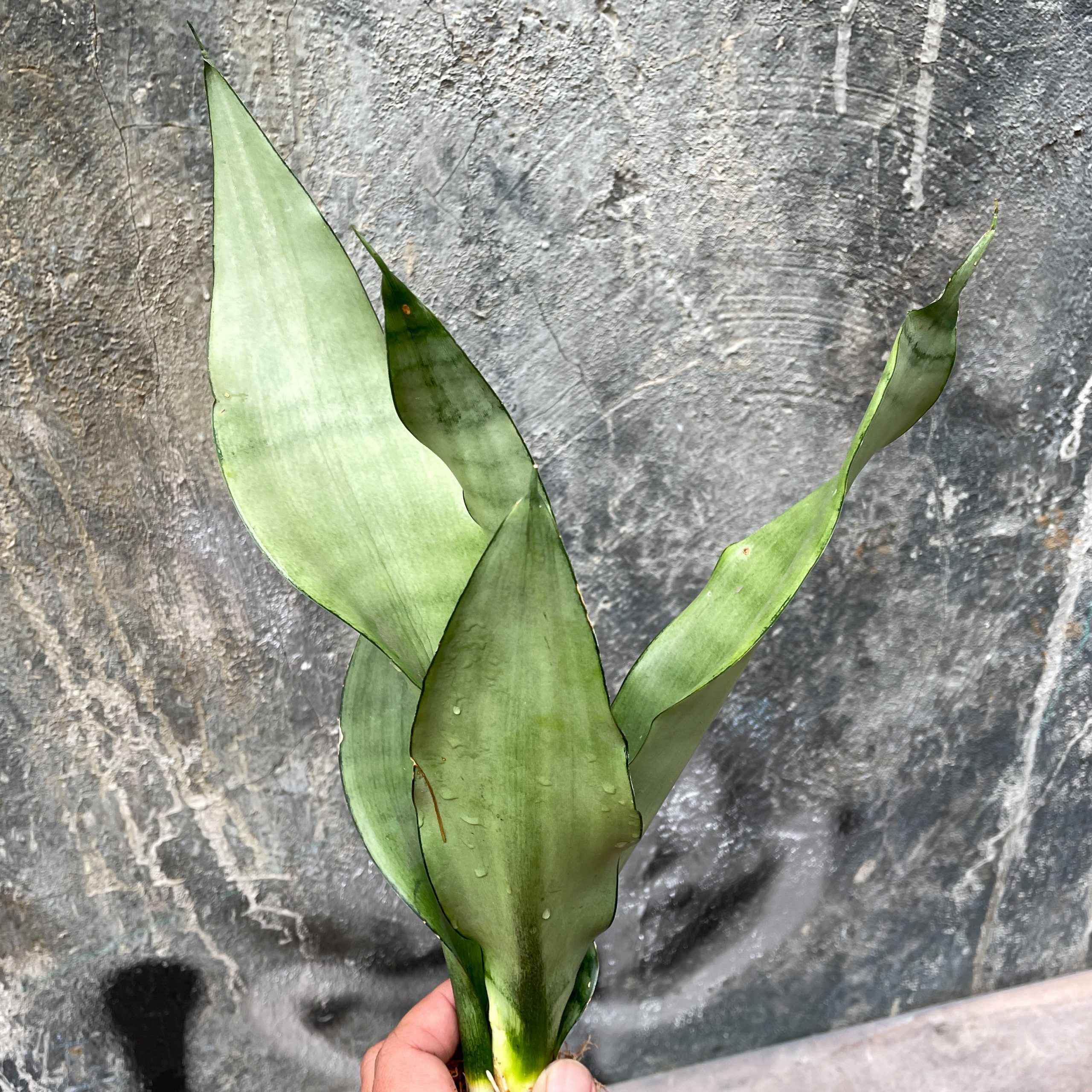 878. Sansevieria Moonshine - Image 2