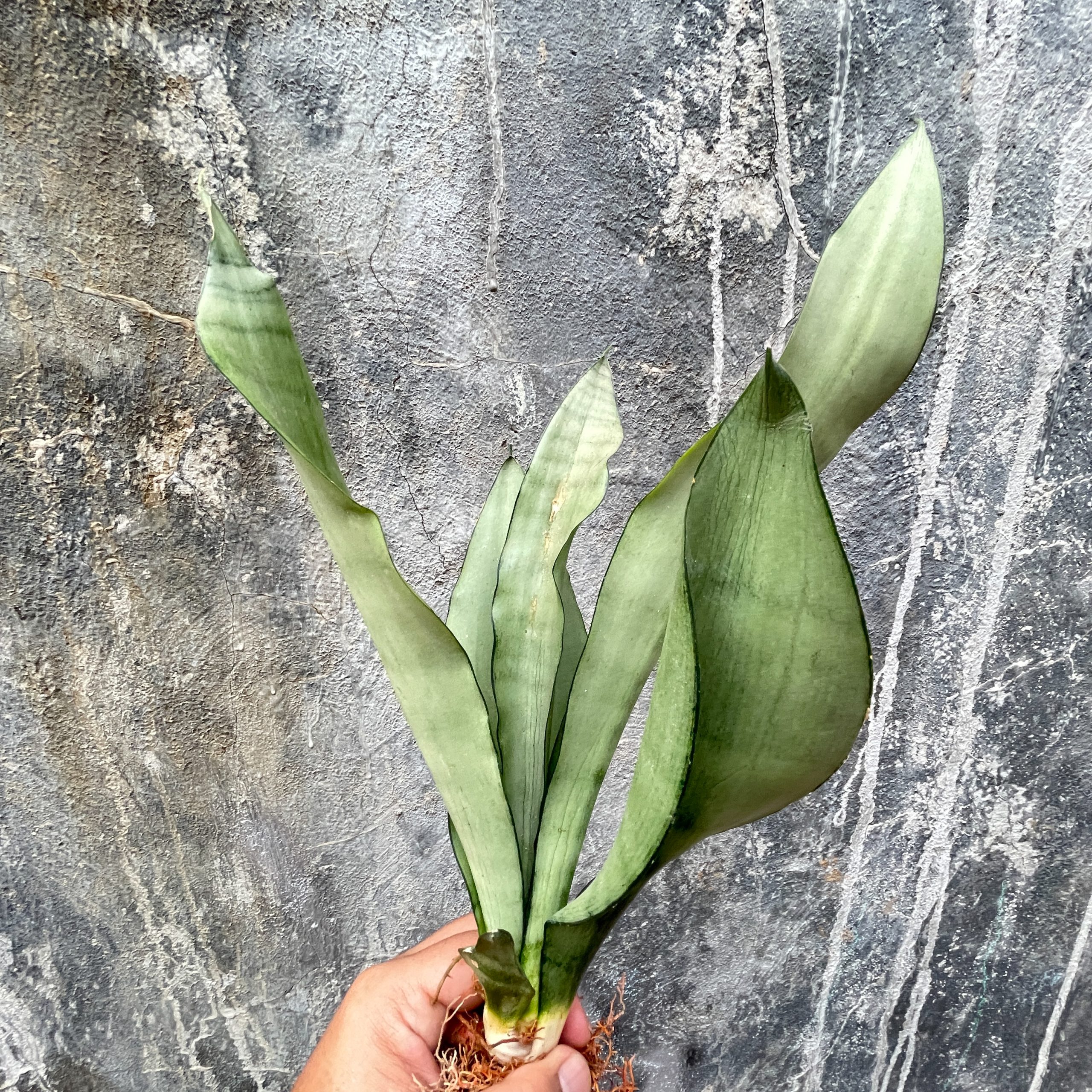 878. Sansevieria Moonshine - Image 8