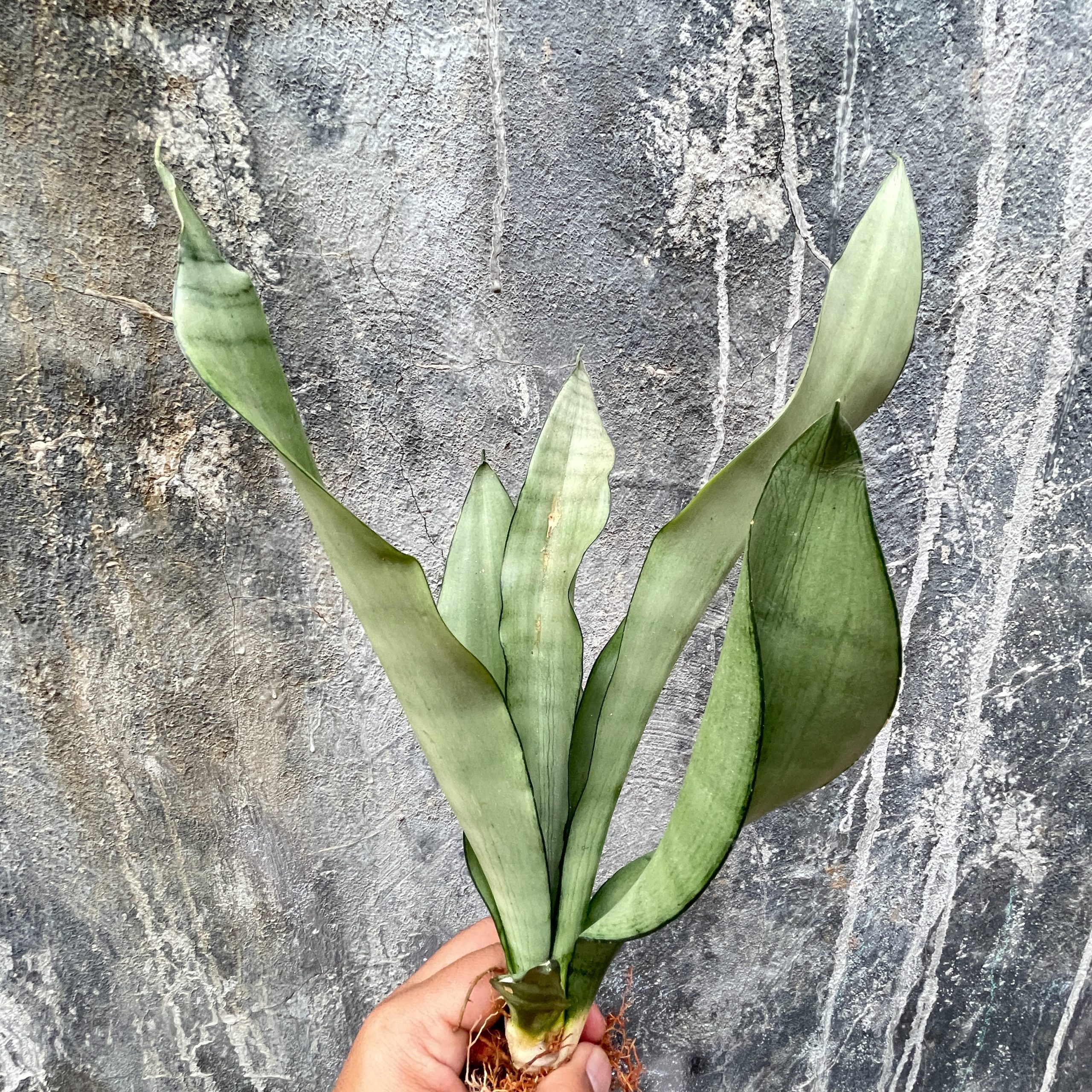 878. Sansevieria Moonshine - Image 9