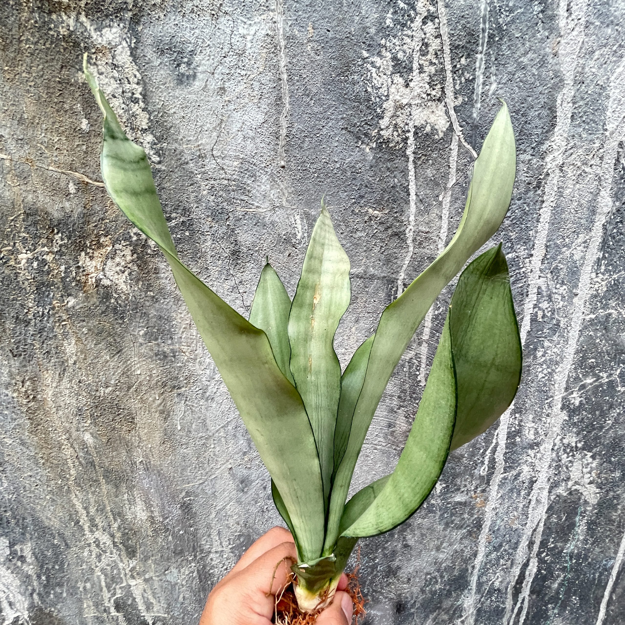 878. Sansevieria Moonshine - Image 10