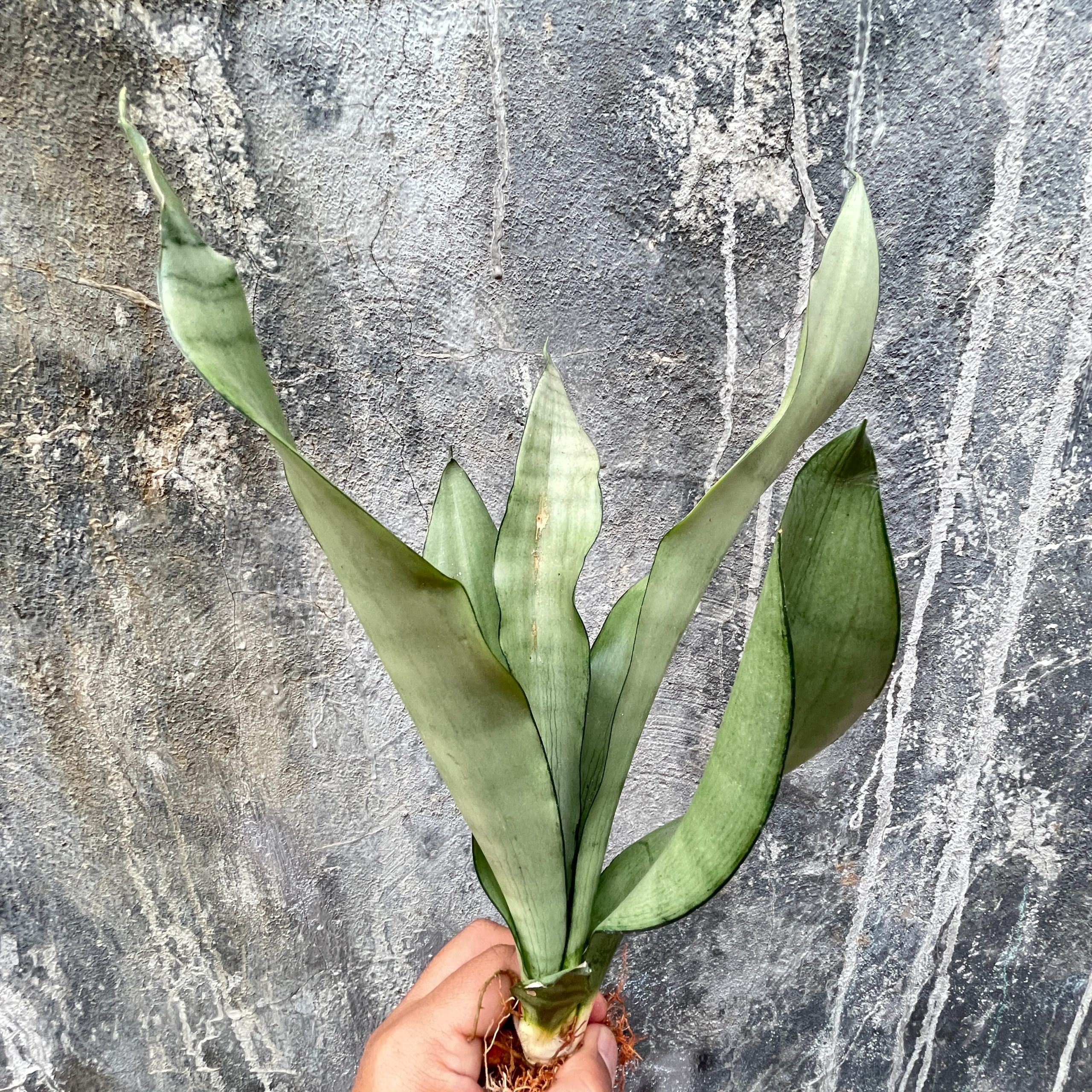 878. Sansevieria Moonshine - Image 11