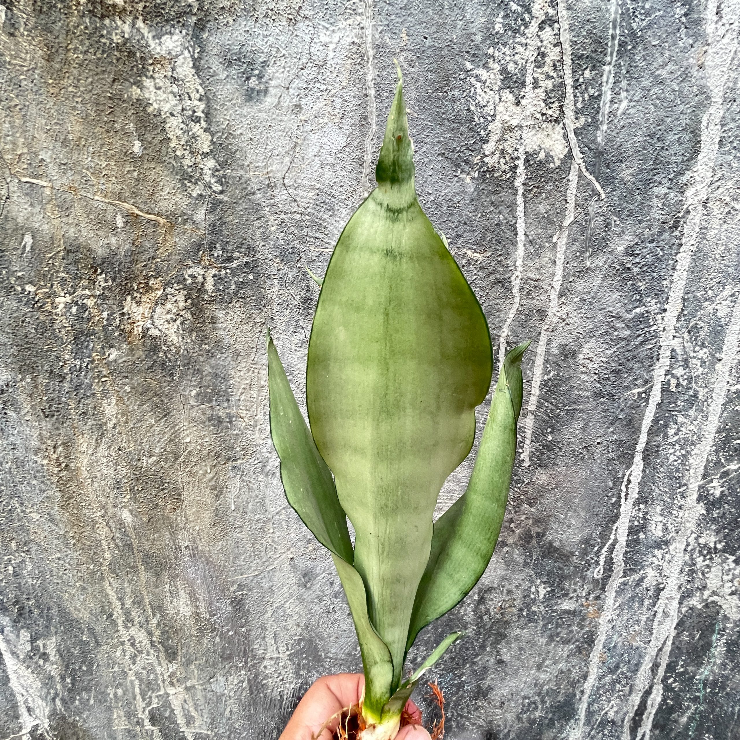 878. Sansevieria Moonshine - Image 3