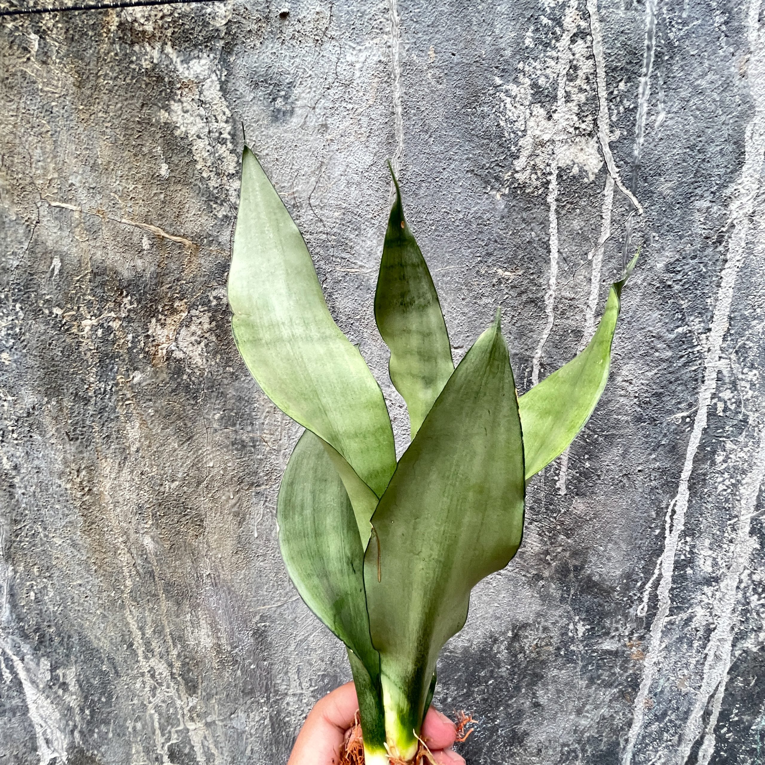 878. Sansevieria Moonshine - Image 13