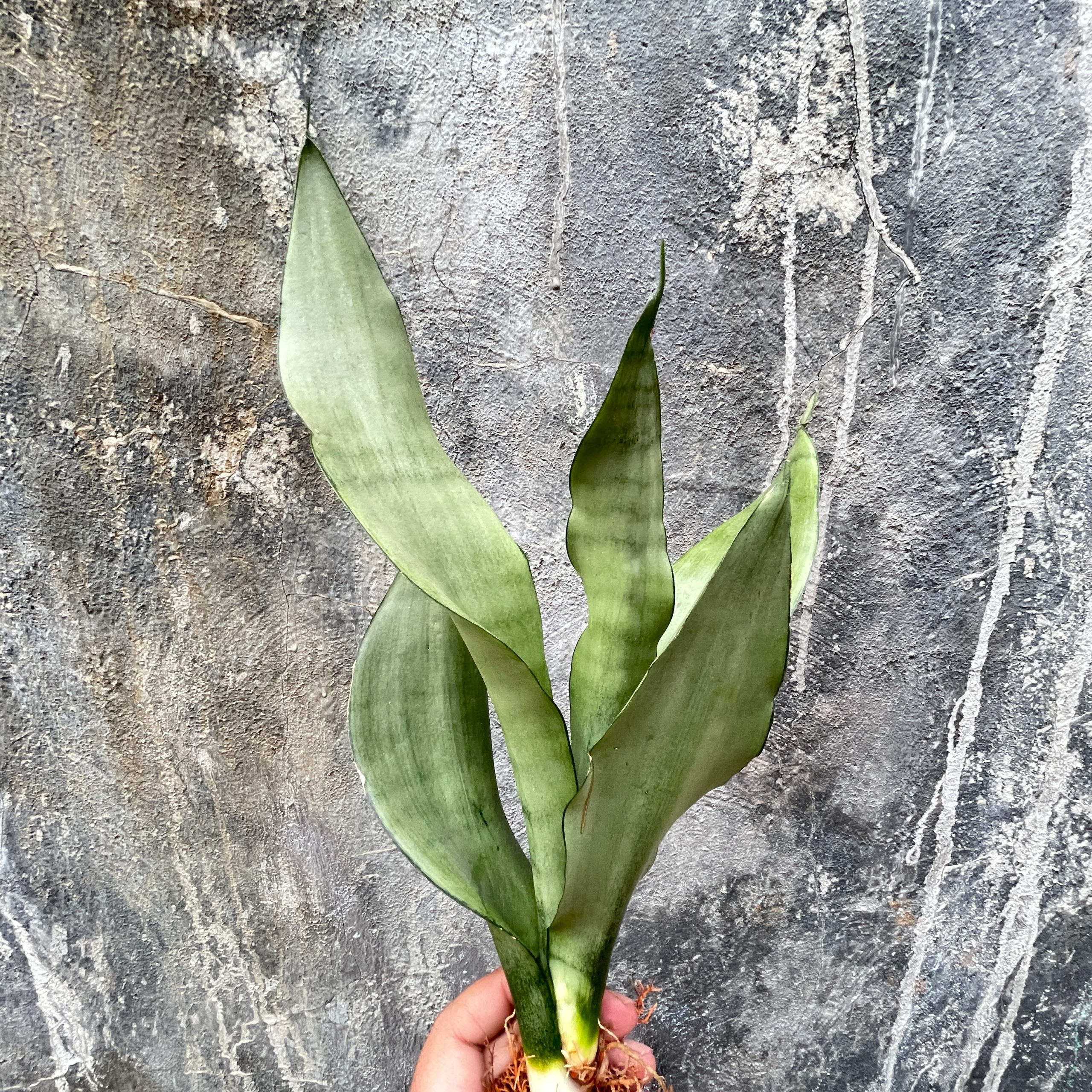878. Sansevieria Moonshine - Image 12