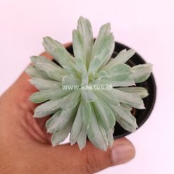 Alternative view of 879. Pachyveria Scheideckeri Splash White Variegated