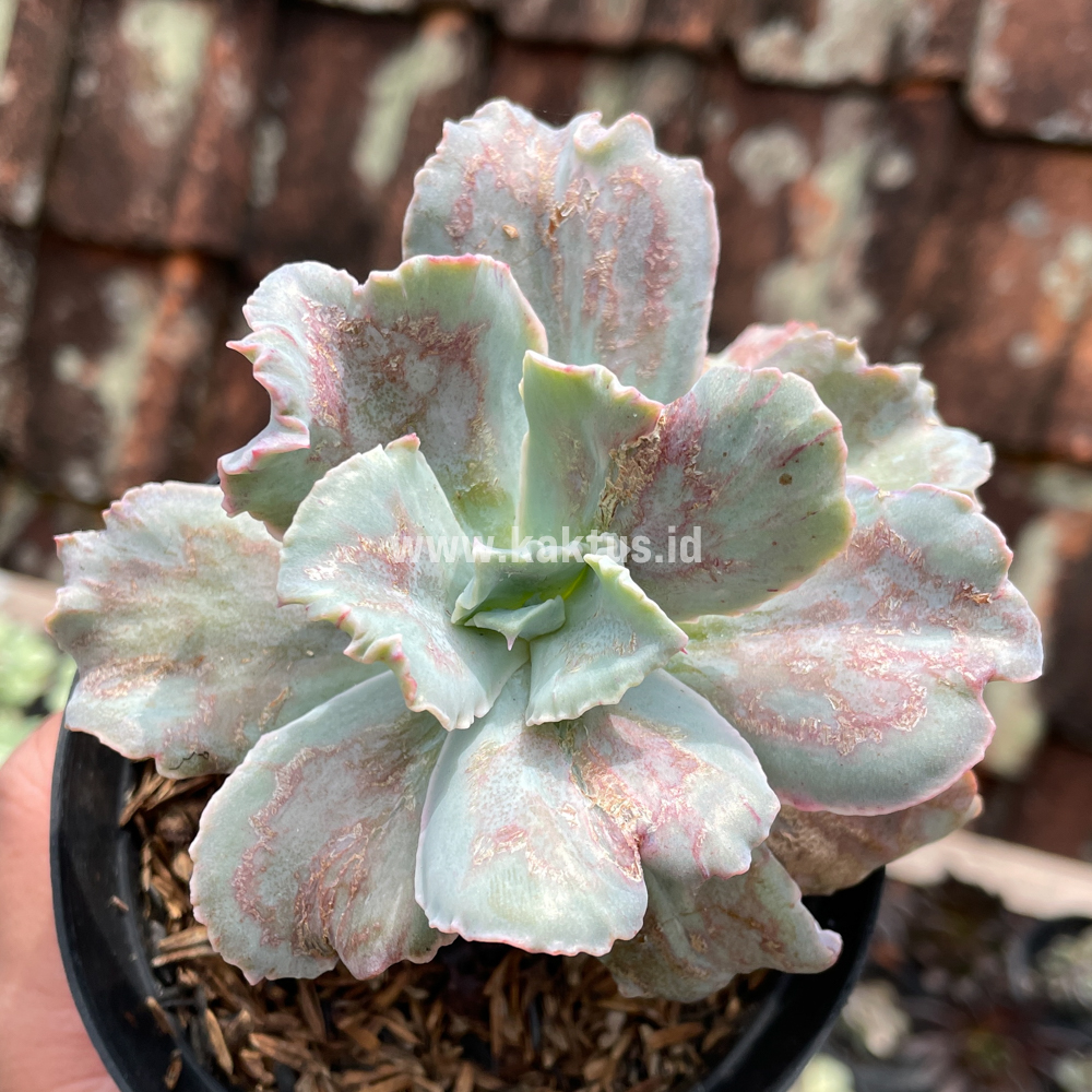881. Echeveria Chantilly Paint Splash - Image 3