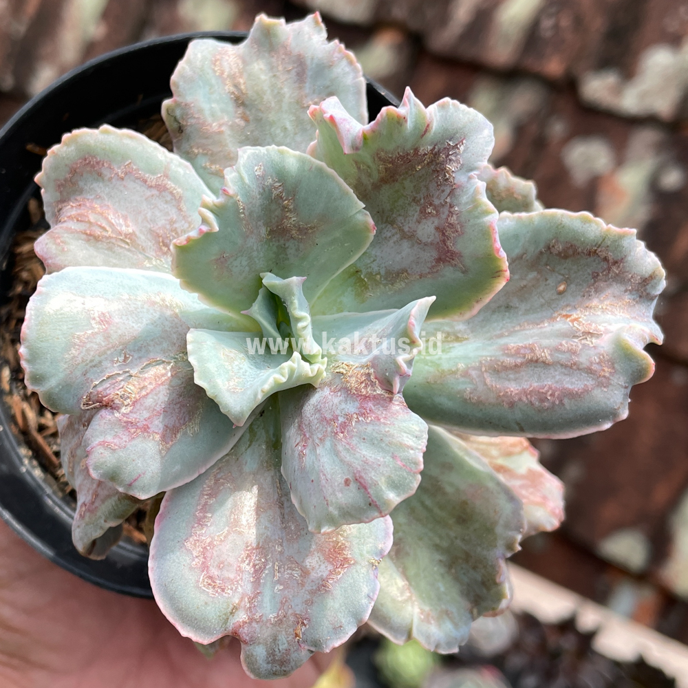 881. Echeveria Chantilly Paint Splash - Image 4