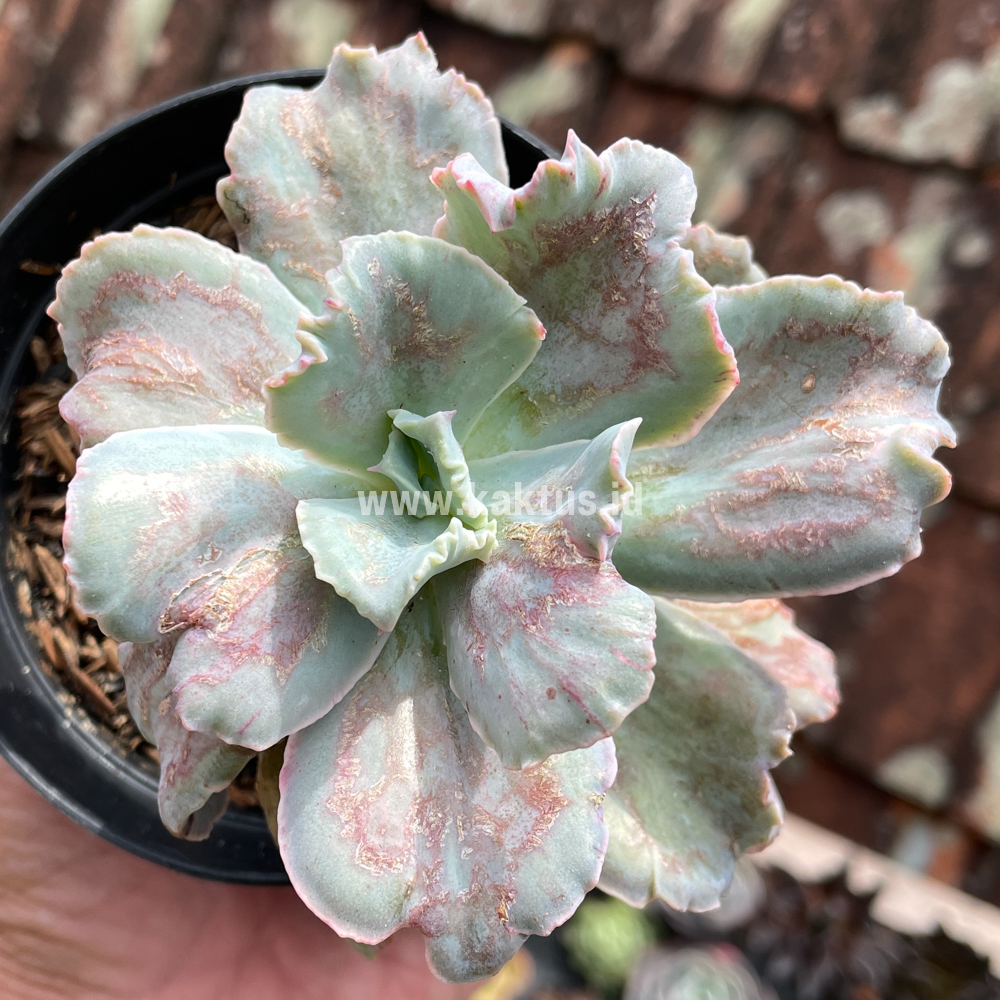 881. Echeveria Chantilly Paint Splash - Image 5