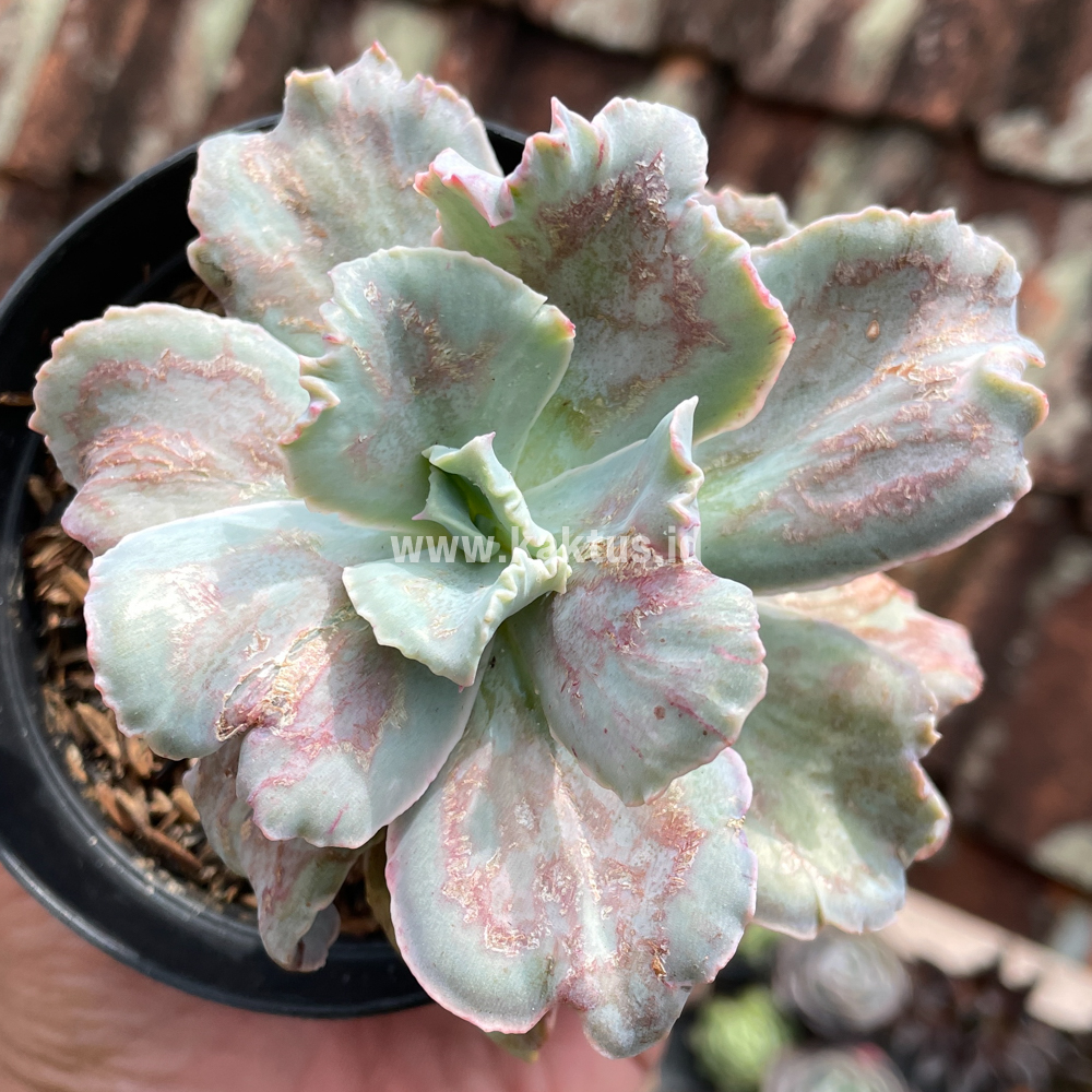 881. Echeveria Chantilly Paint Splash - Image 6