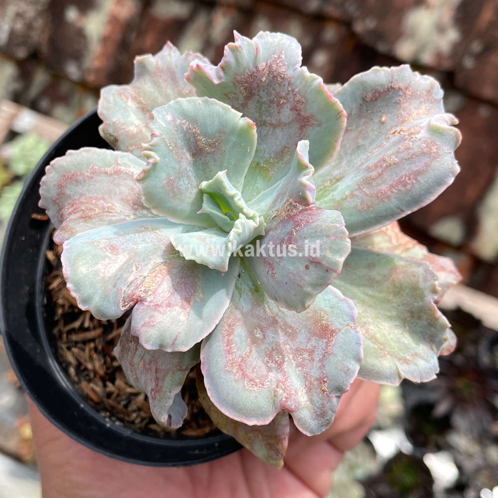881. Echeveria Chantilly Paint Splash - Image 7