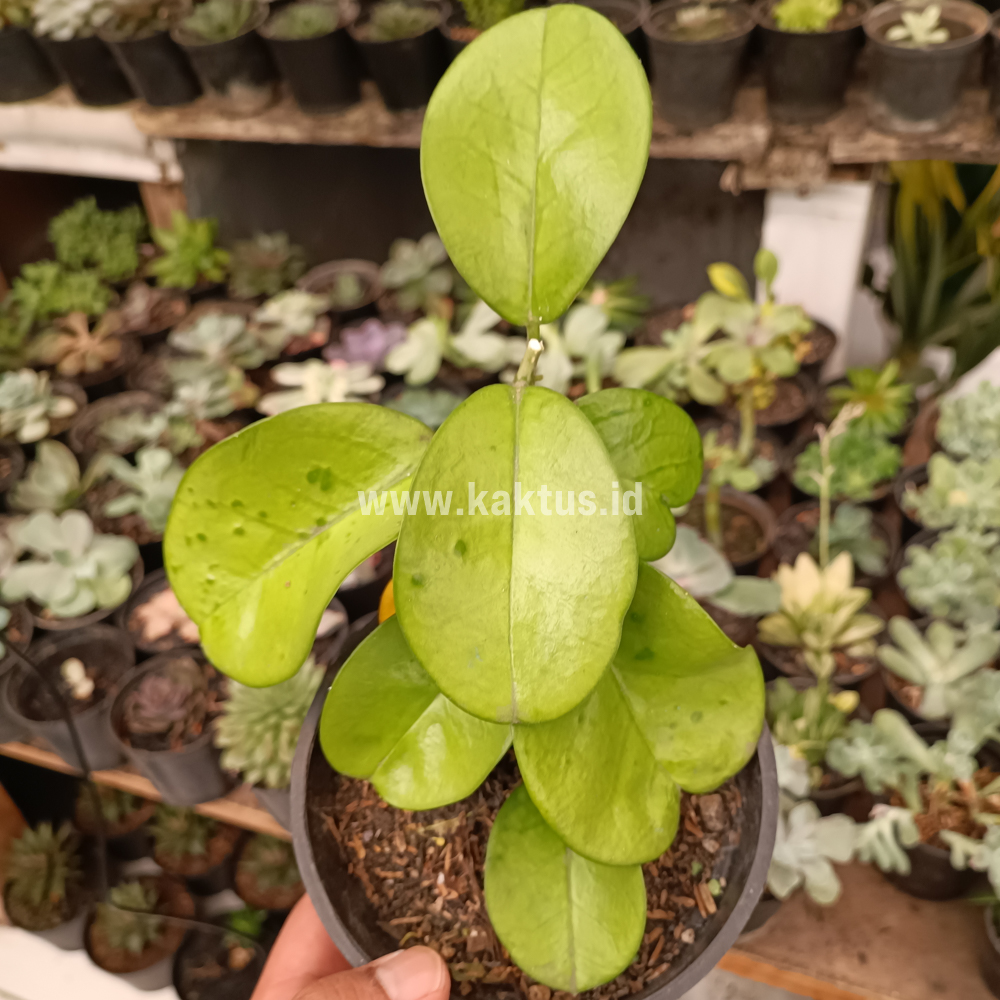 882. Hoya Australis Melanesica - Image 3