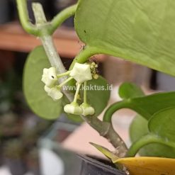 Alternative view of 882. Hoya Australis Melanesica