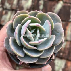 Alternative view of 885. Echeveria Dusty Rose