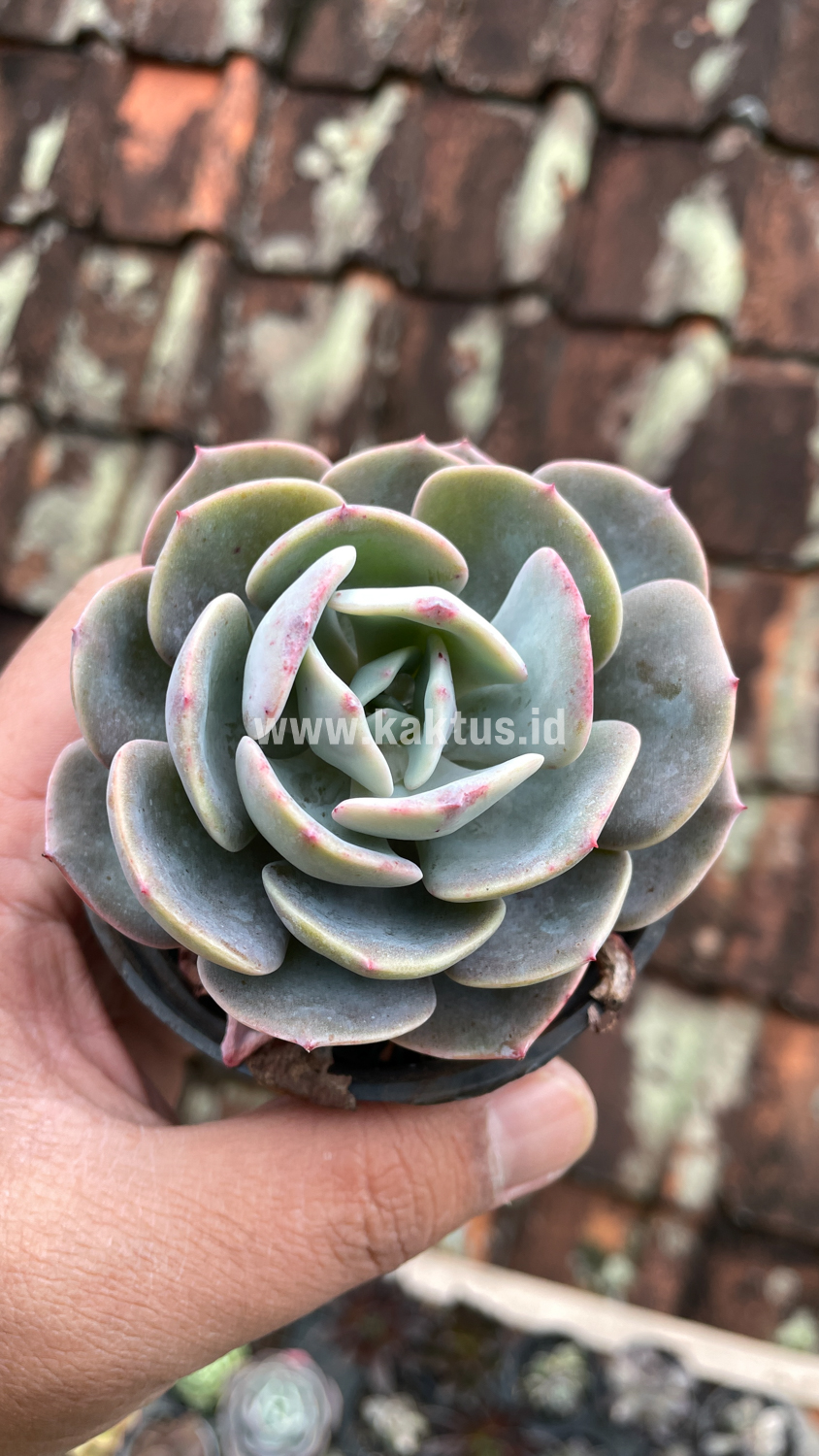885. Echeveria Dusty Rose - Image 2