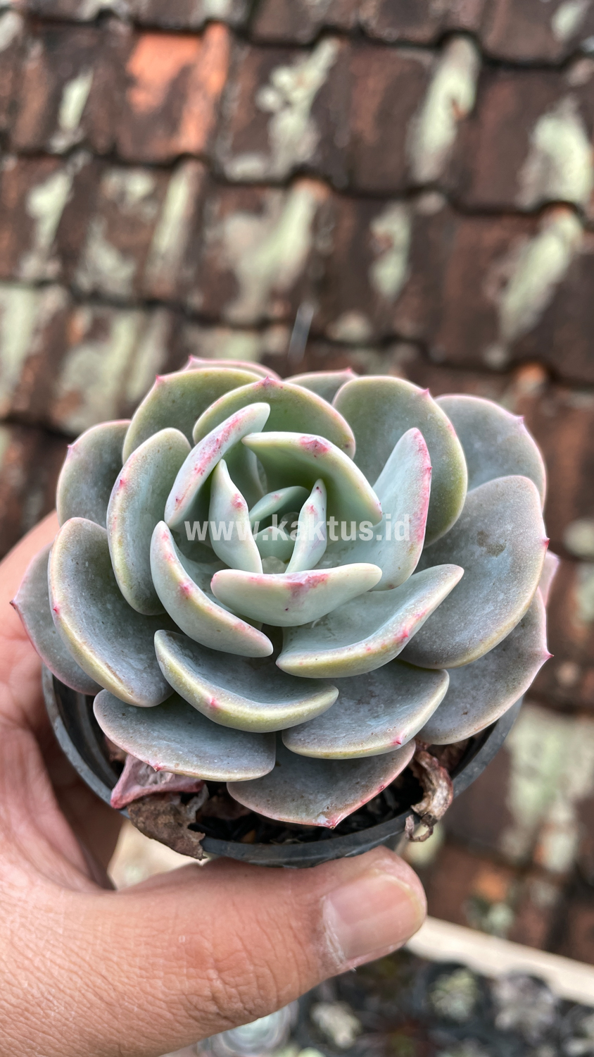 885. Echeveria Dusty Rose - Image 9