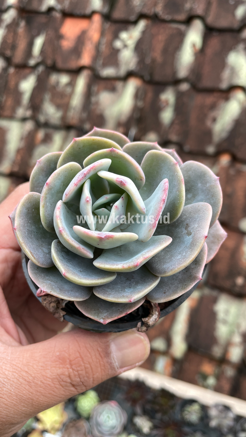 885. Echeveria Dusty Rose - Image 10