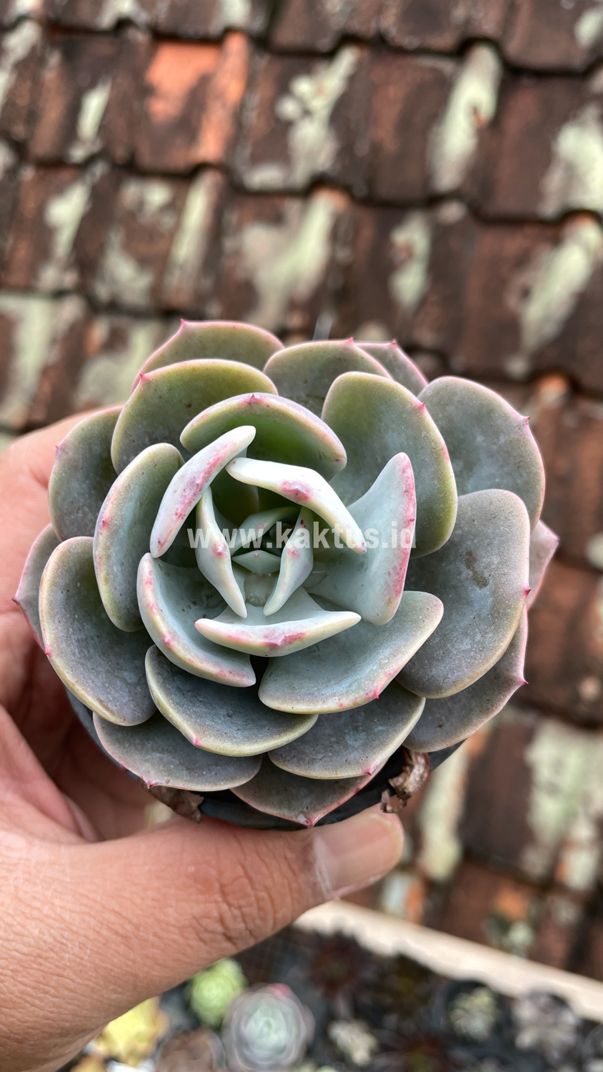 885. Echeveria Dusty Rose - Image 11
