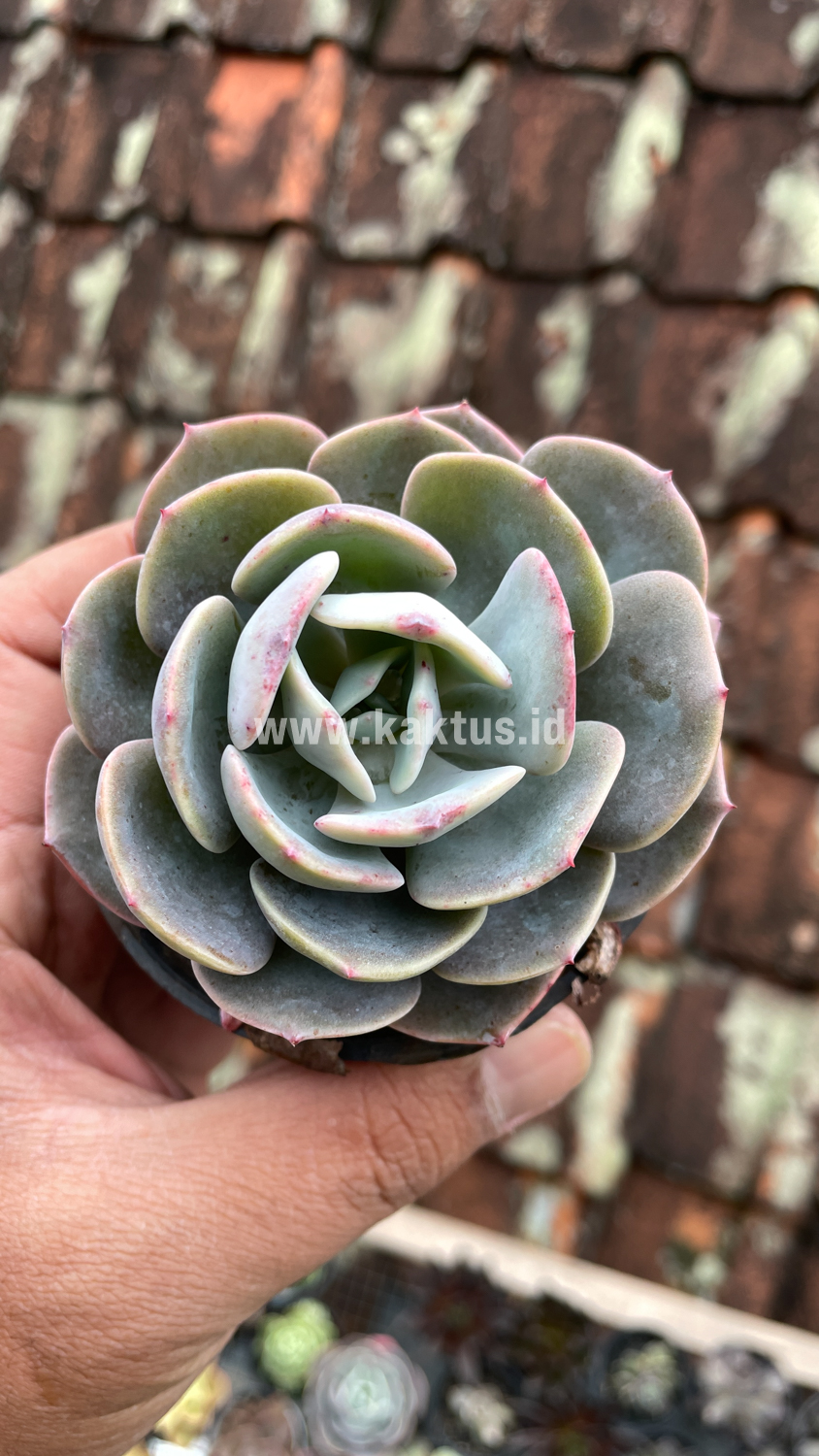 885. Echeveria Dusty Rose - Image 12