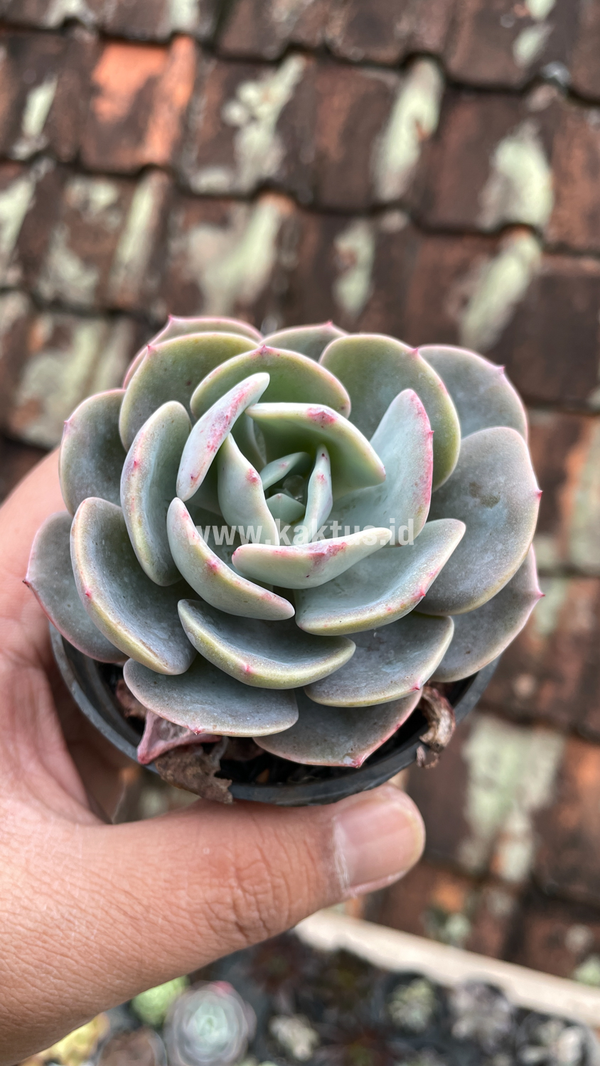 885. Echeveria Dusty Rose - Image 3