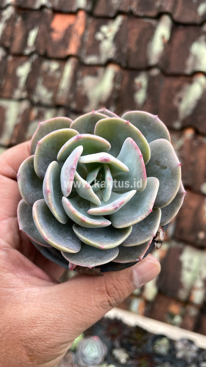 885. Echeveria Dusty Rose - Image 13
