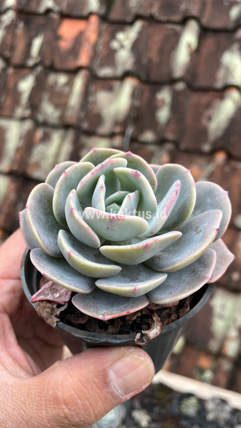 885. Echeveria Dusty Rose - Image 14