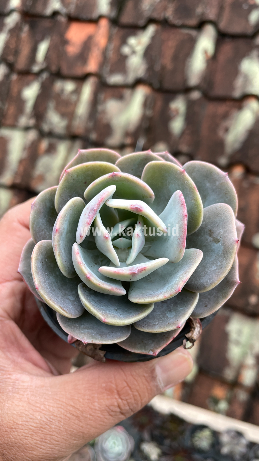 885. Echeveria Dusty Rose - Image 15