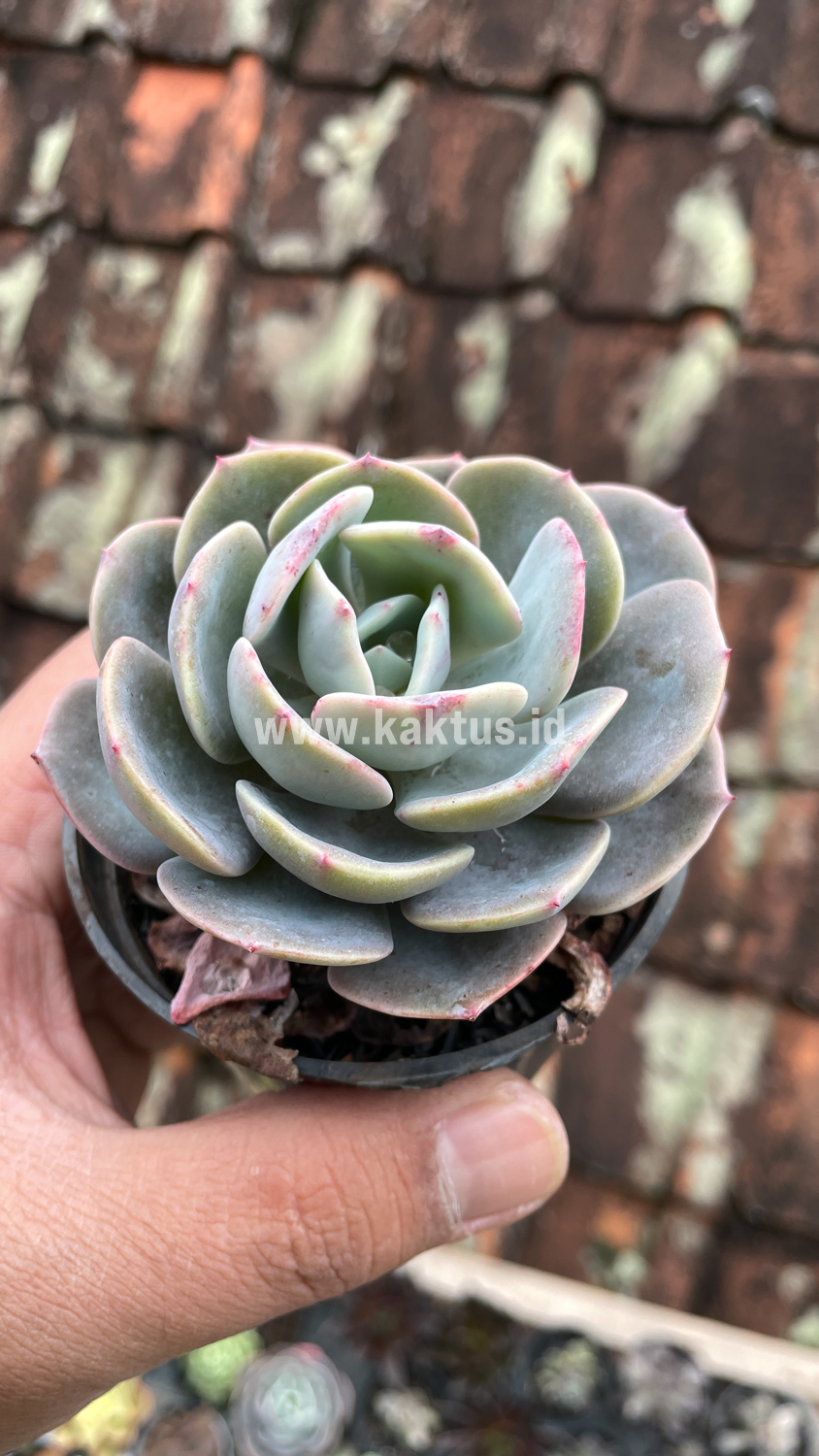 885. Echeveria Dusty Rose - Image 4