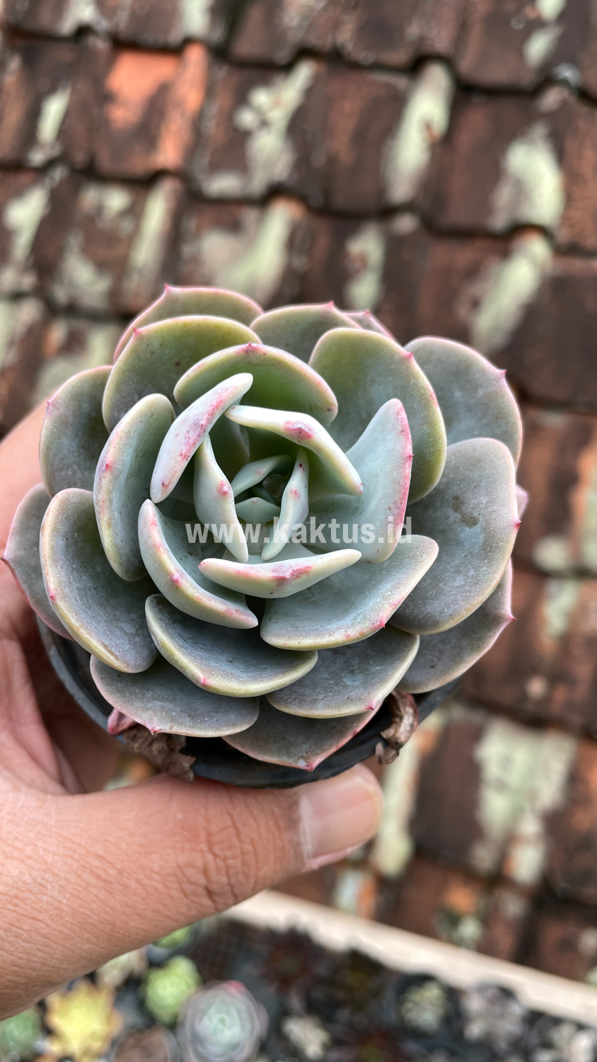 885. Echeveria Dusty Rose - Image 6