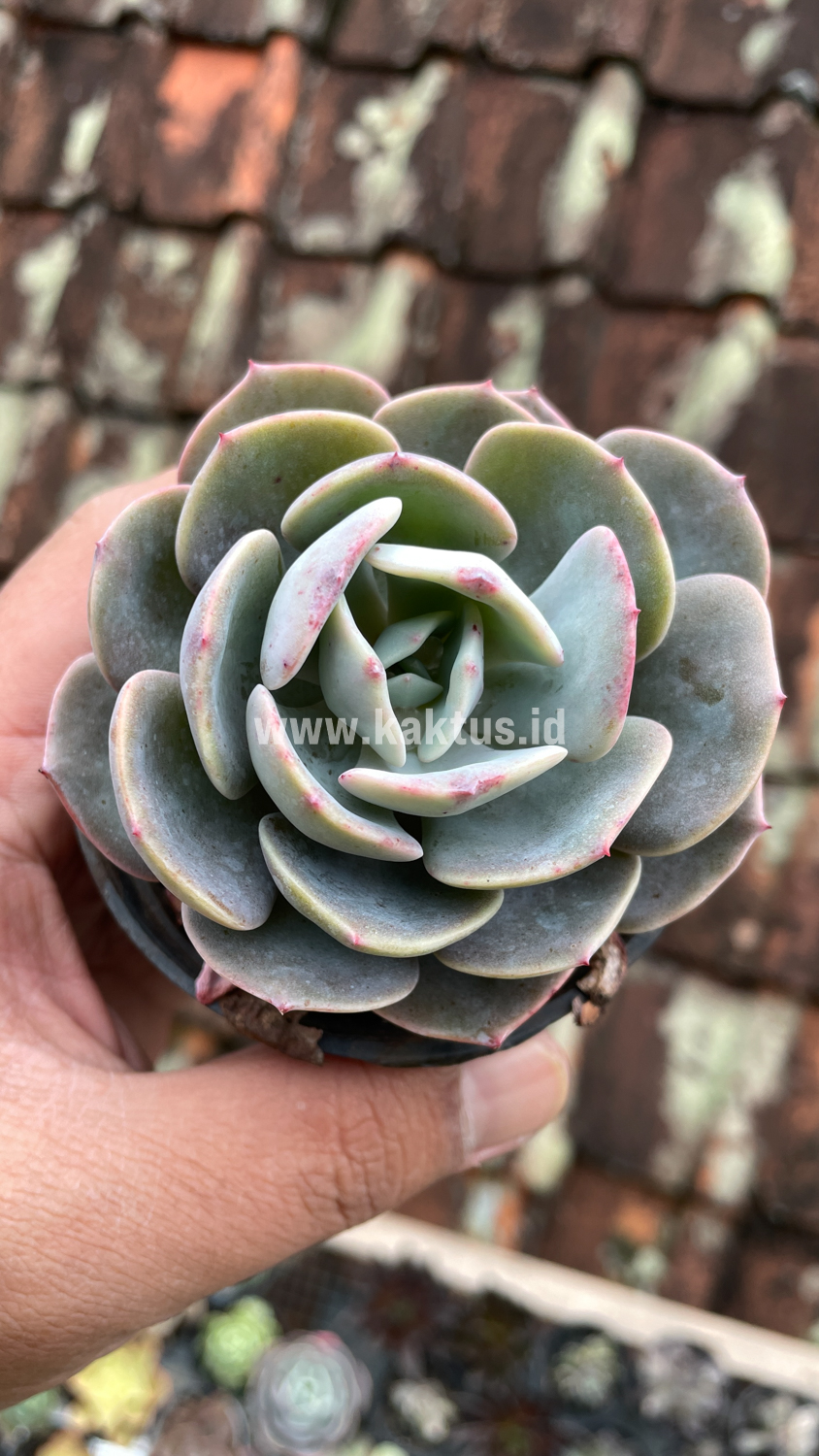 885. Echeveria Dusty Rose - Image 7