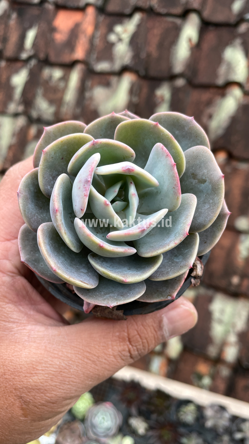 885. Echeveria Dusty Rose - Image 8
