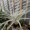 886. Tillandsia Ultriculata