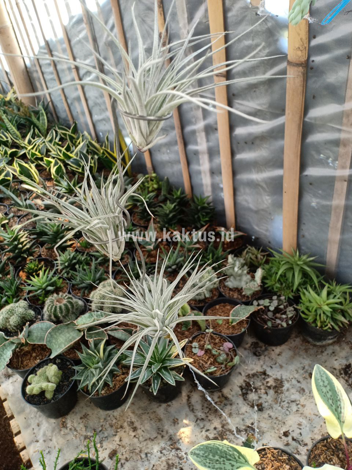 886. Tillandsia Ultriculata - Image 11